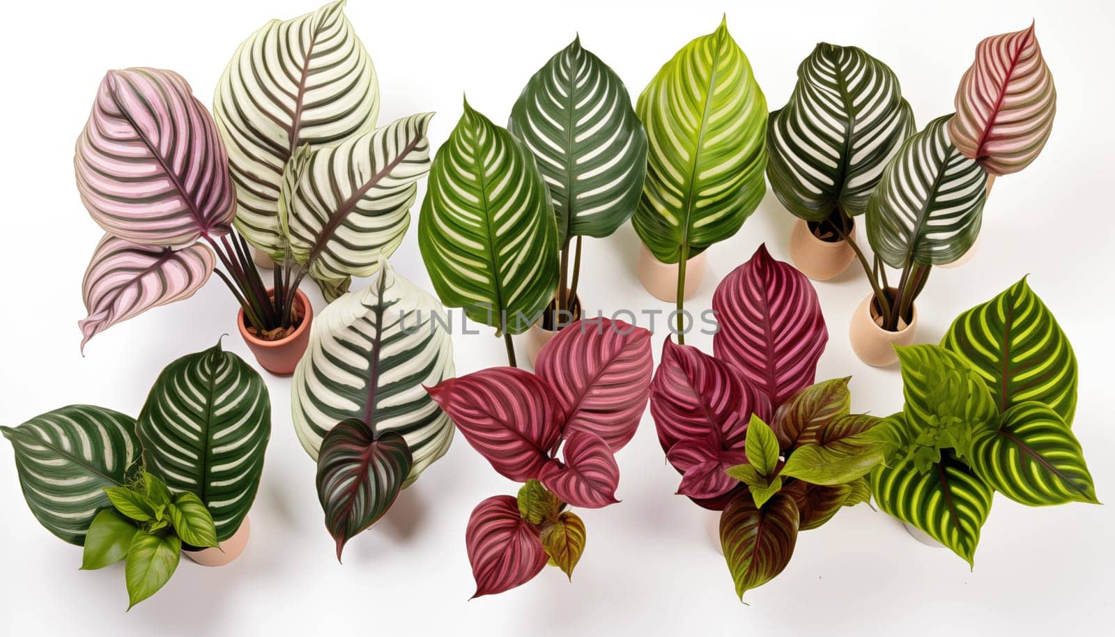 group of different Calathea varieties displaying by Nadtochiy