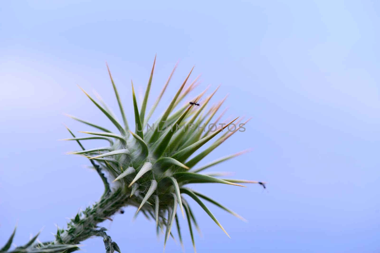 Thistle flowers in the forest in Cyprus Herbal remedy Silybum marianum, St. Mary's thistle 3
