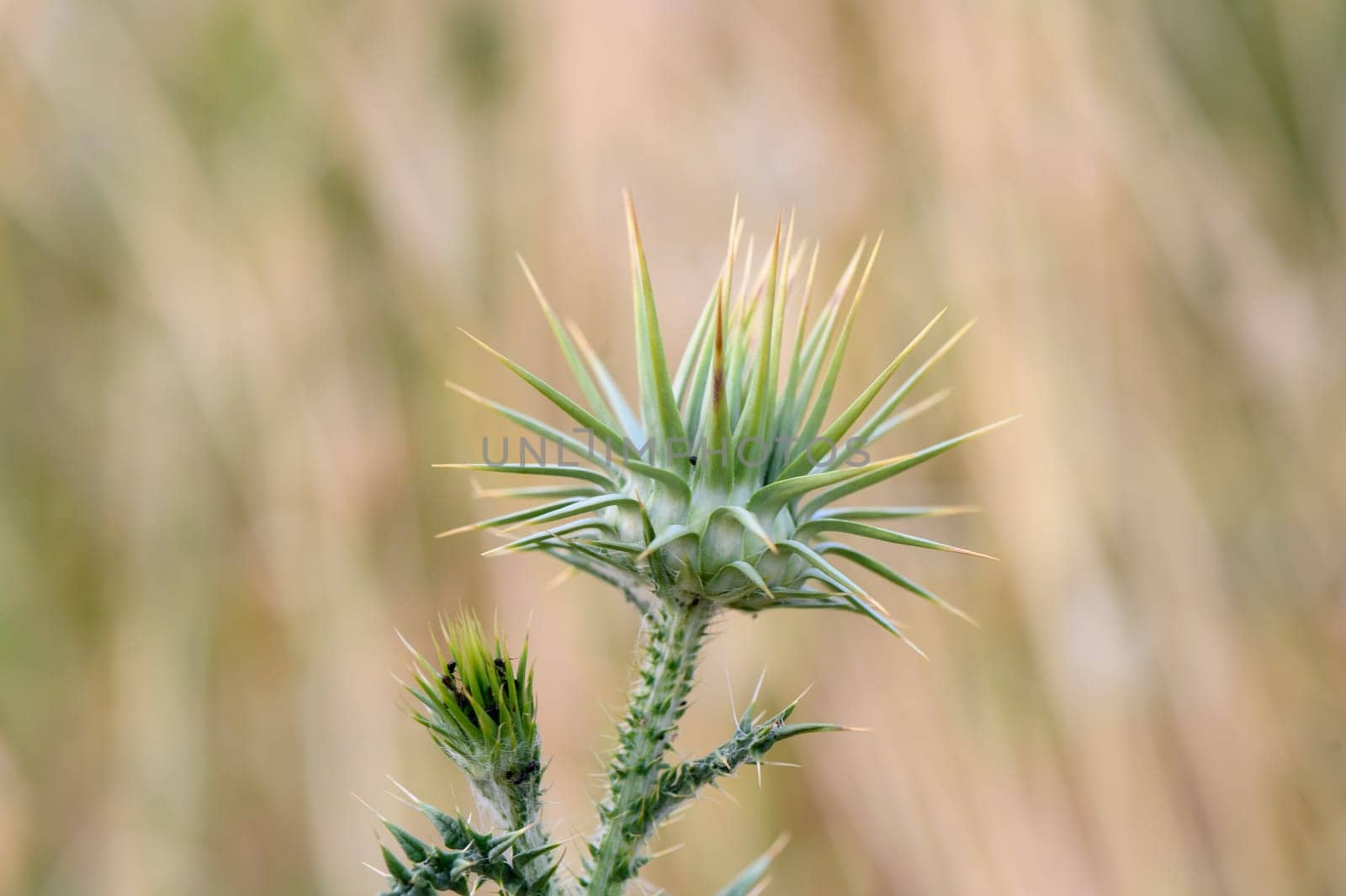 Thistle flowers in the forest in Cyprus Herbal remedy Silybum marianum, St. Mary's thistle 8