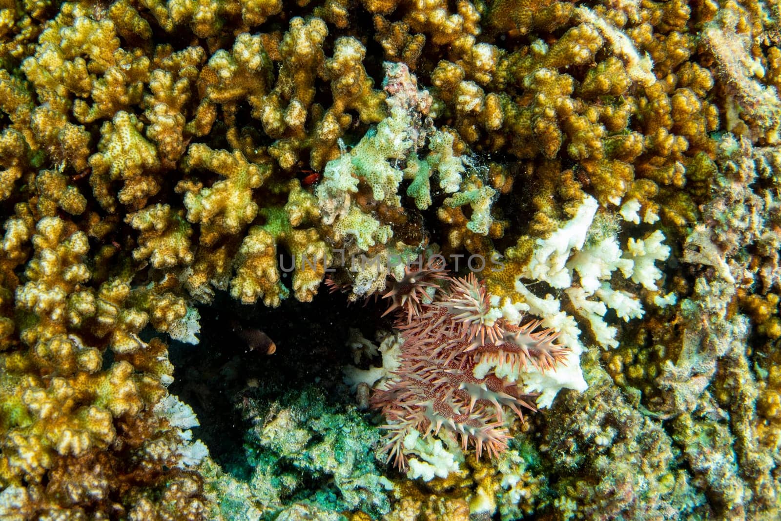 crown of thorns sea star eating a coraland bleaching it white