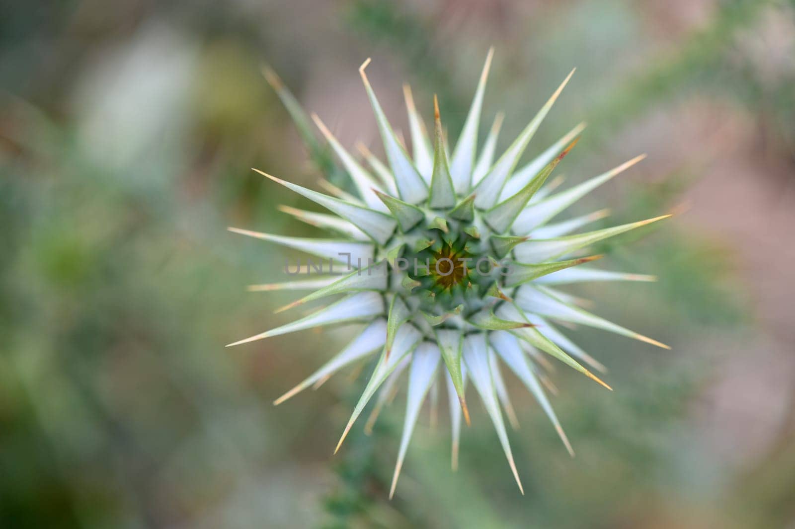 Thistle flowers in the forest in Cyprus Herbal remedy Silybum marianum, St. Mary's thistle 9