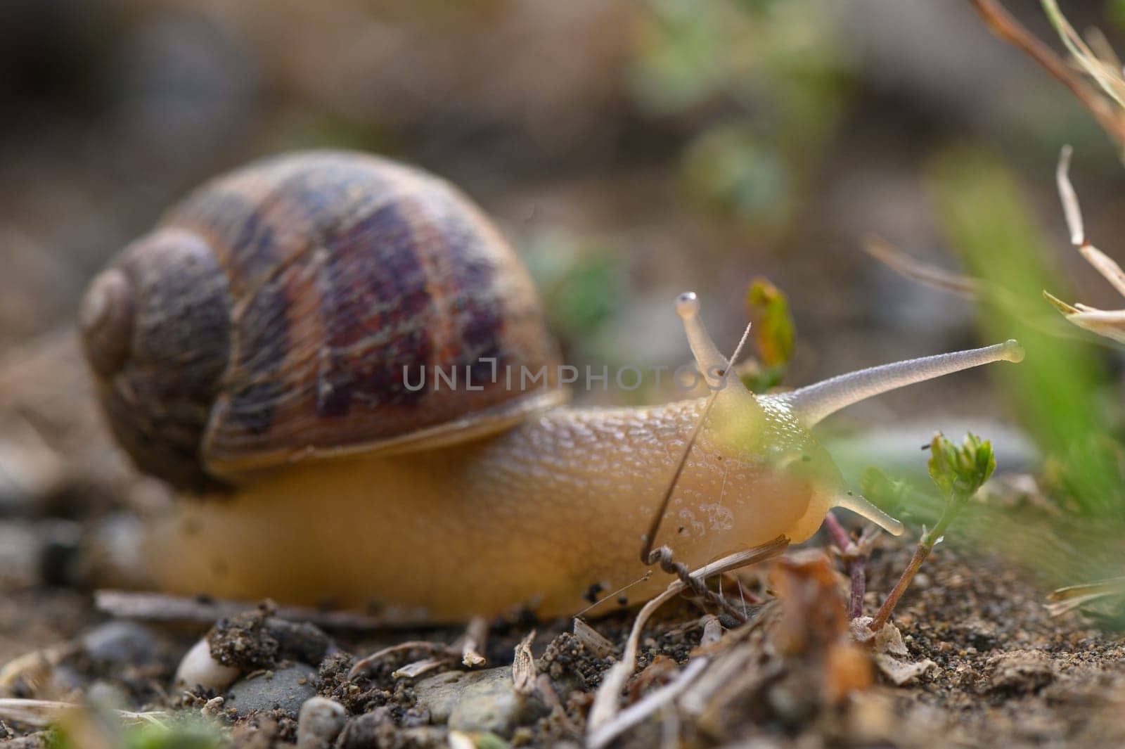 Close up of a common brown garden snail by Mixa74