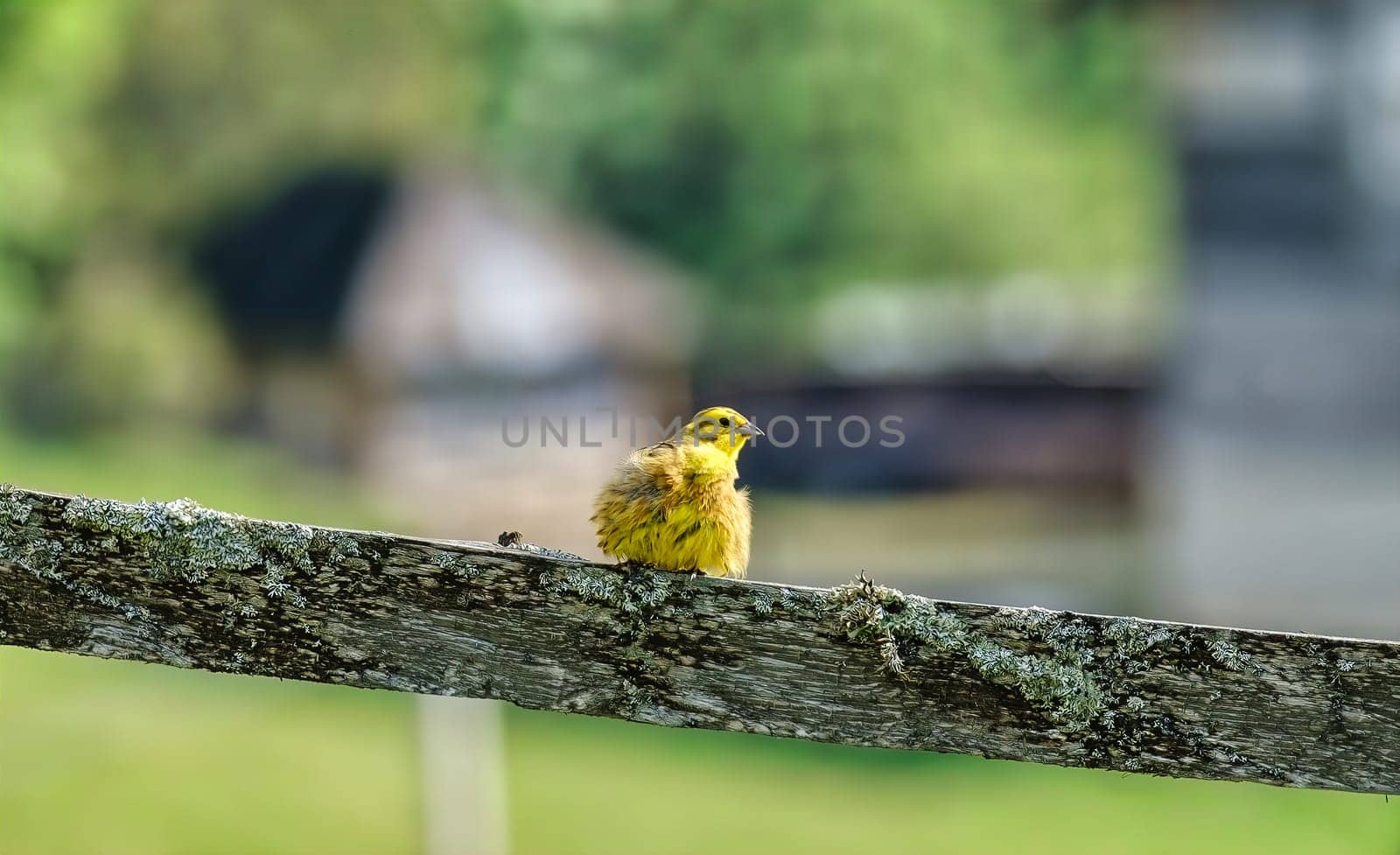 Beautiful Yellow Bird on the wood download by igor010