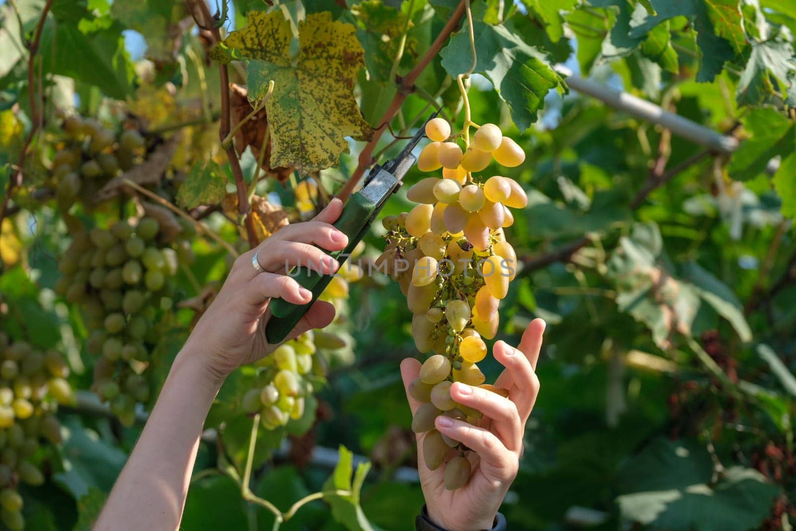 Close up of Worker's Hands Cutting White Grapes from vines during wine harvest in Italian Vineyard.