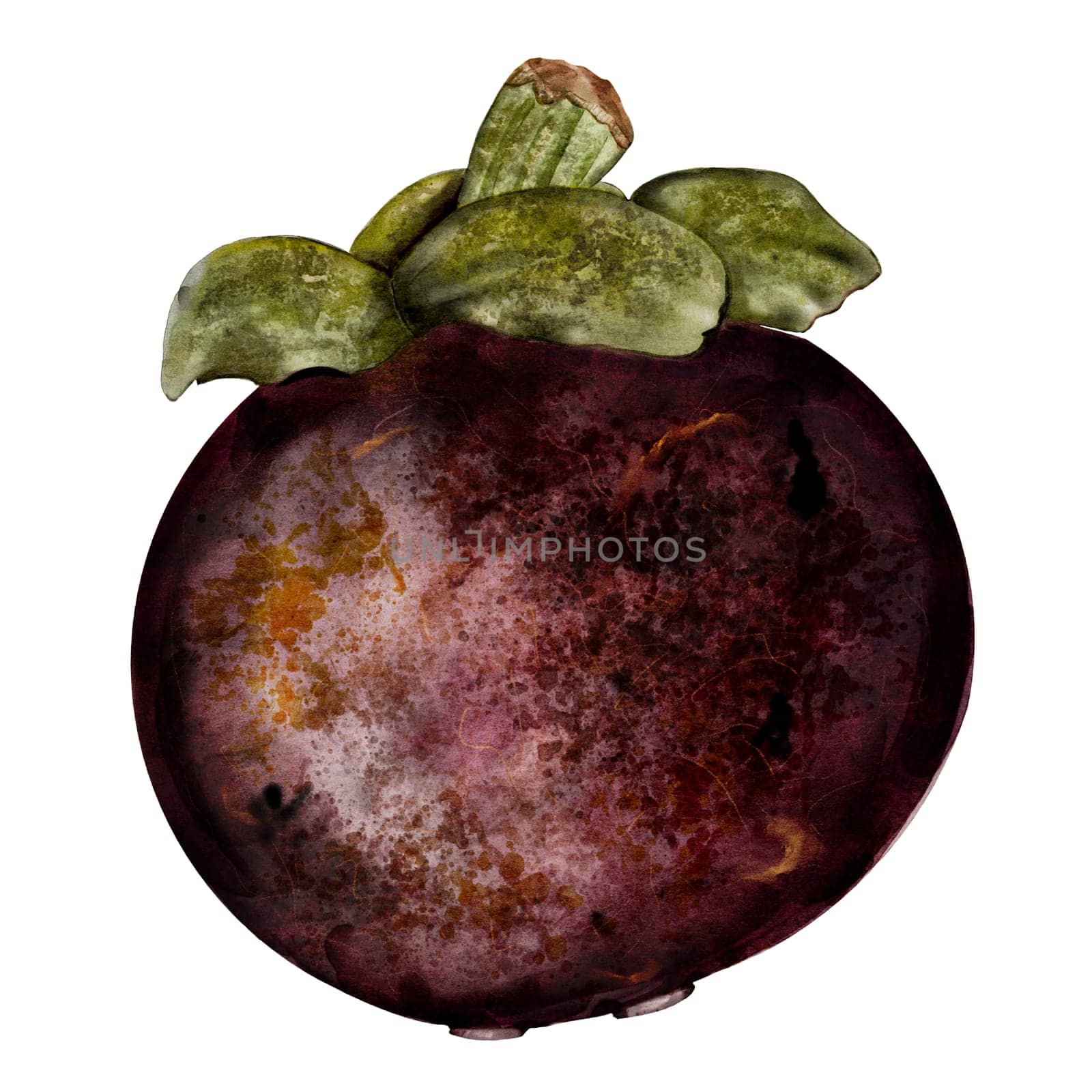 Mangosteen fruit watercolor illustration. Tropical fruit illustration hand drawing isolated on white background. Botanical clip art of asian food garcinia. Realistic mangostana sketch for designing menus of Thai and vegetarian restaurants and recipes. High quality photo