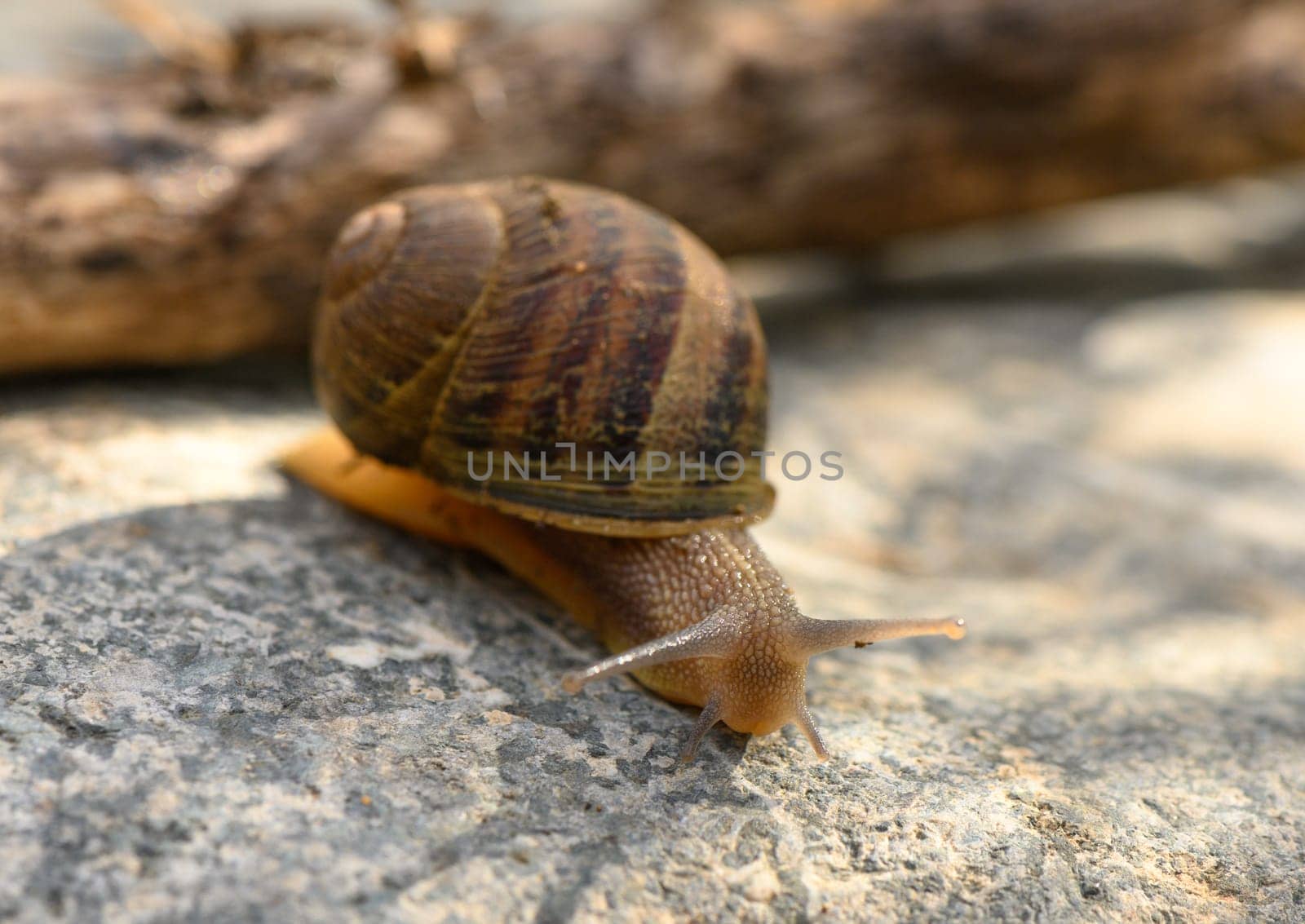 Big snail in shell crawling on road, summer day in garden 4
