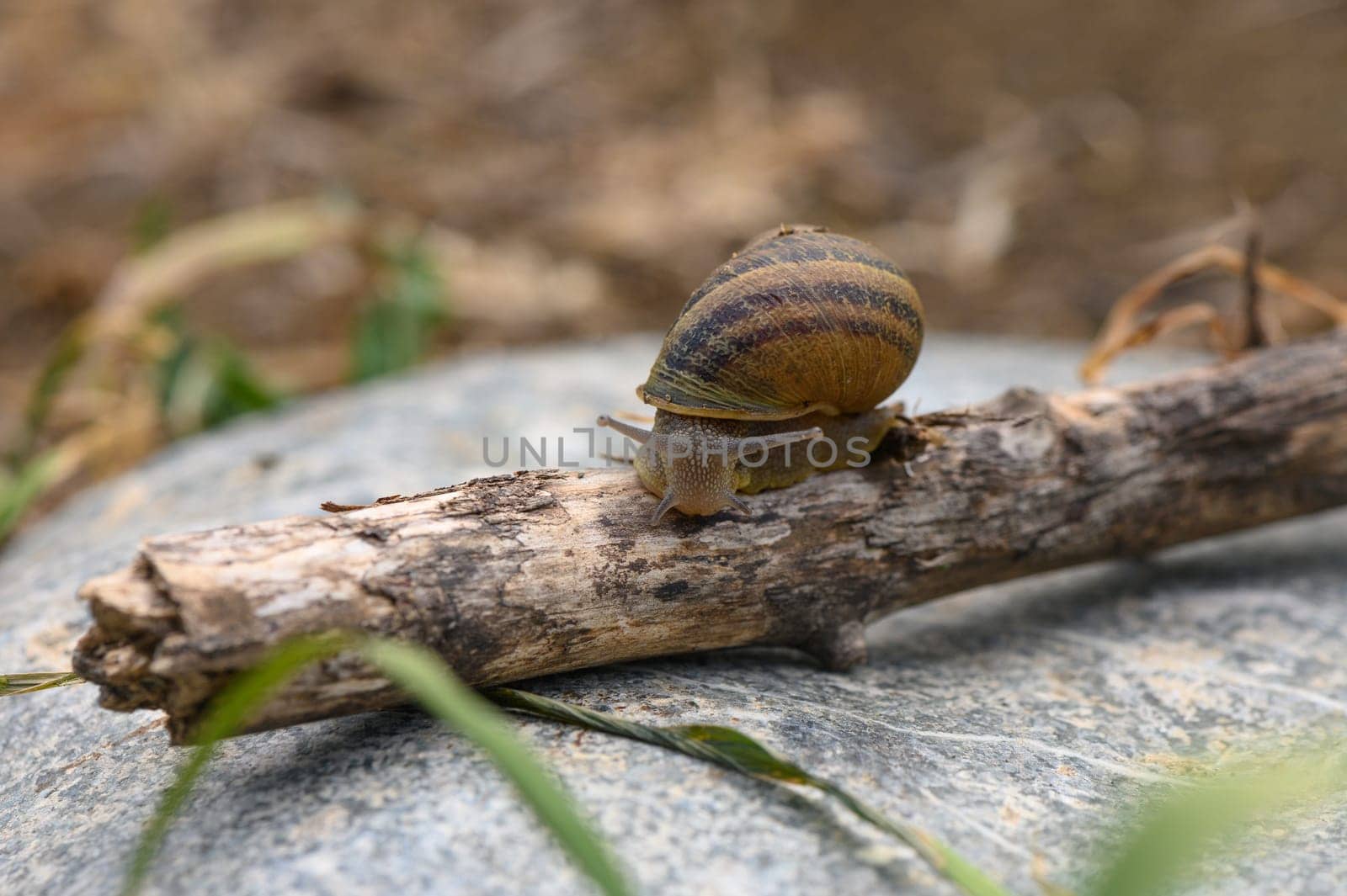 Big snail in shell crawling on road, summer day in garden 2 by Mixa74