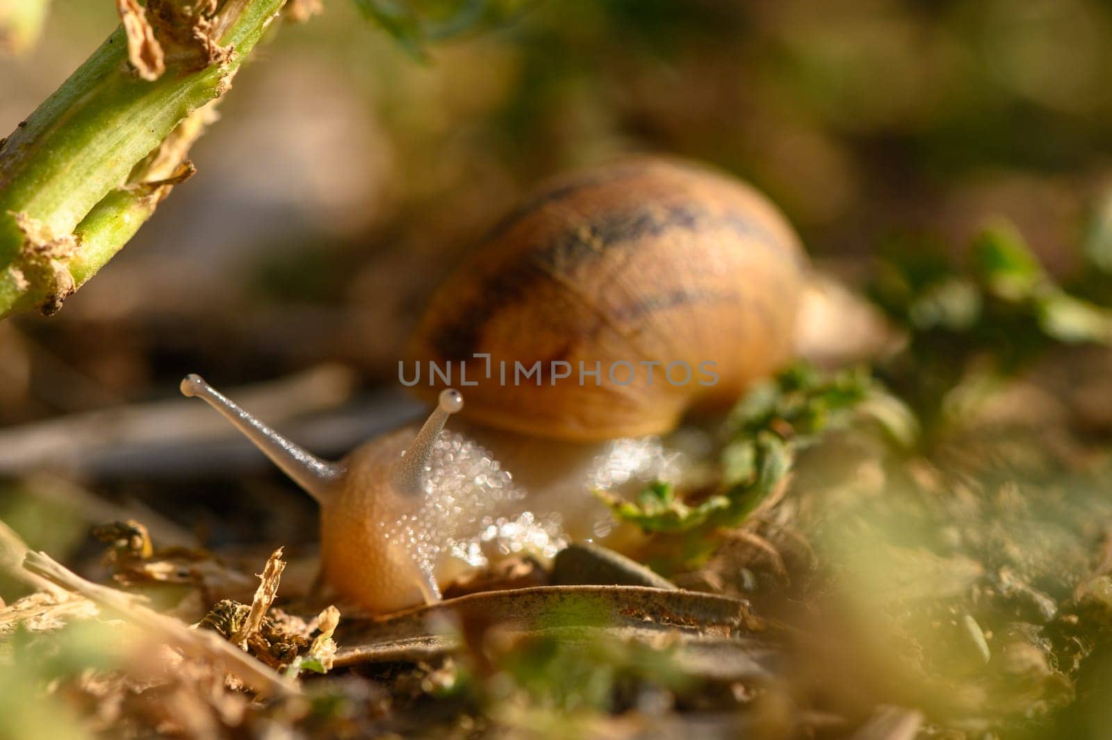 Big snail in shell crawling on road, summer day in garden 1 by Mixa74