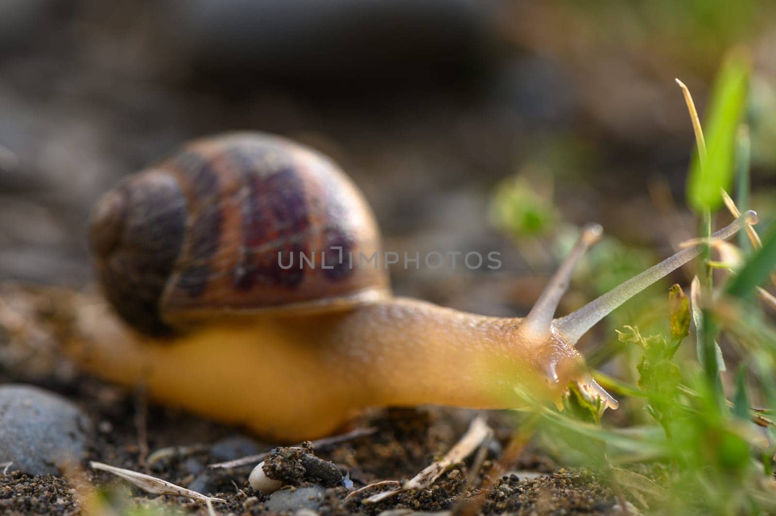 Big snail in shell crawling on road, summer day in garden by Mixa74