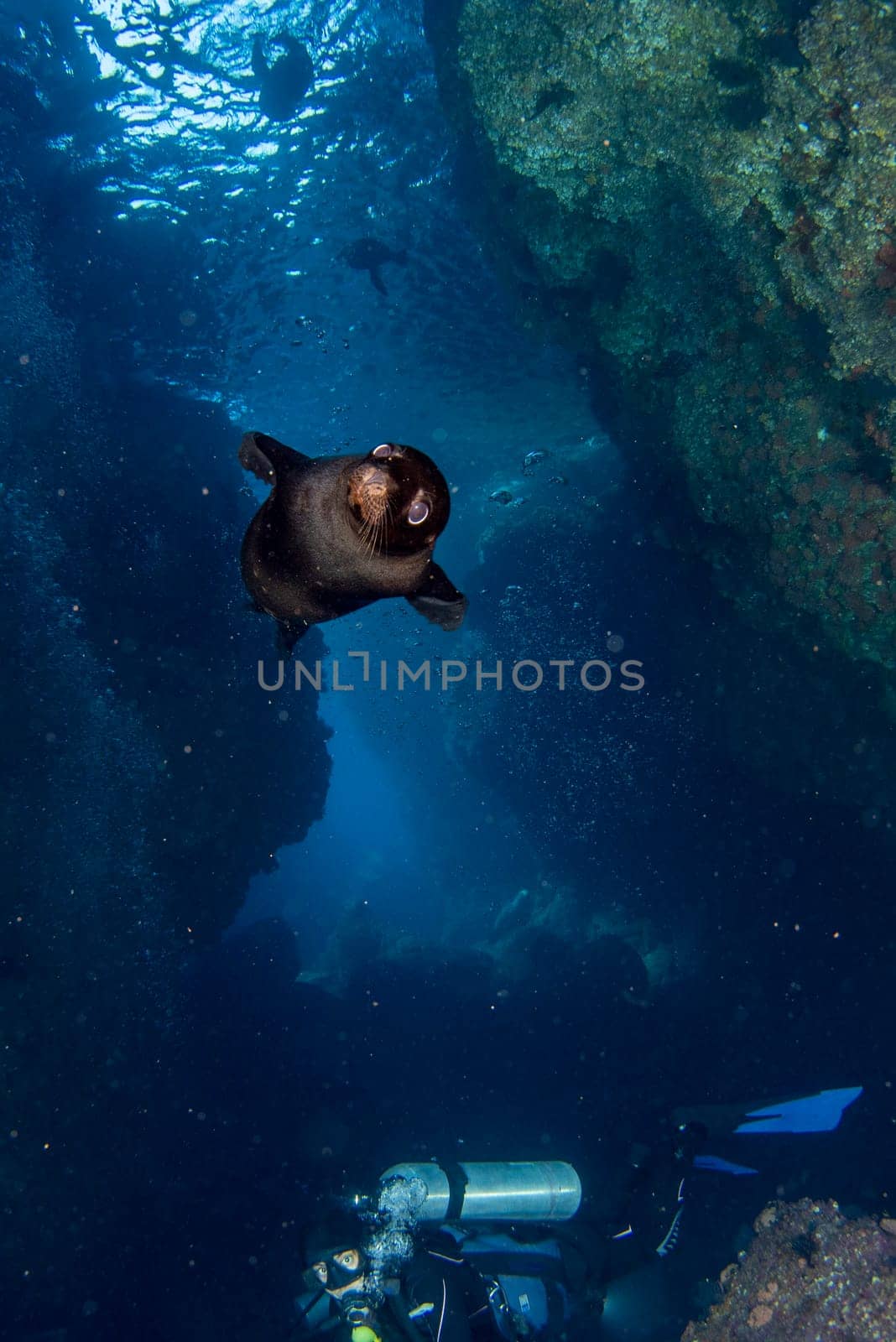 diving with sea lions in cortez sea by AndreaIzzotti