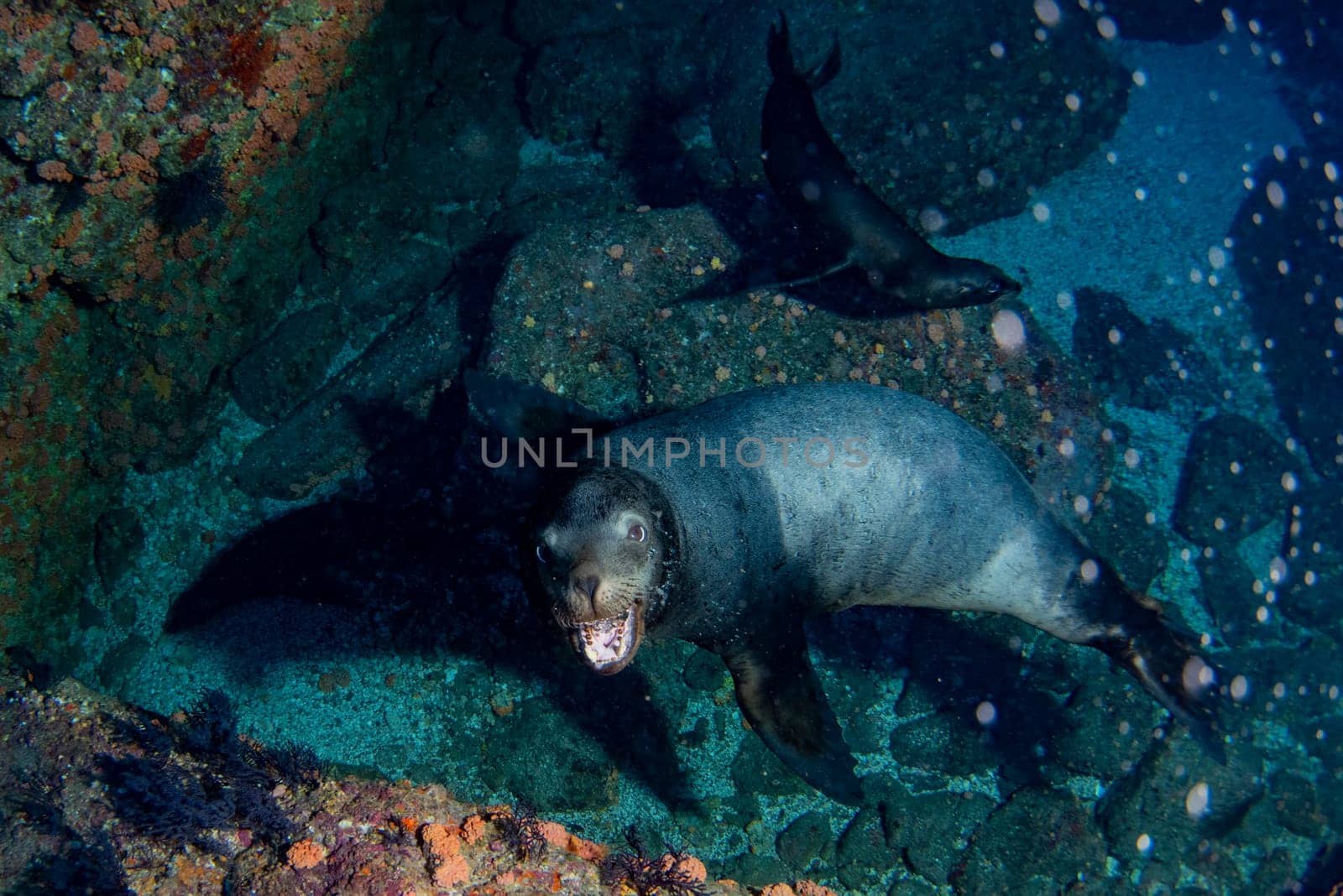 sea lion seal coming to you underwater by AndreaIzzotti