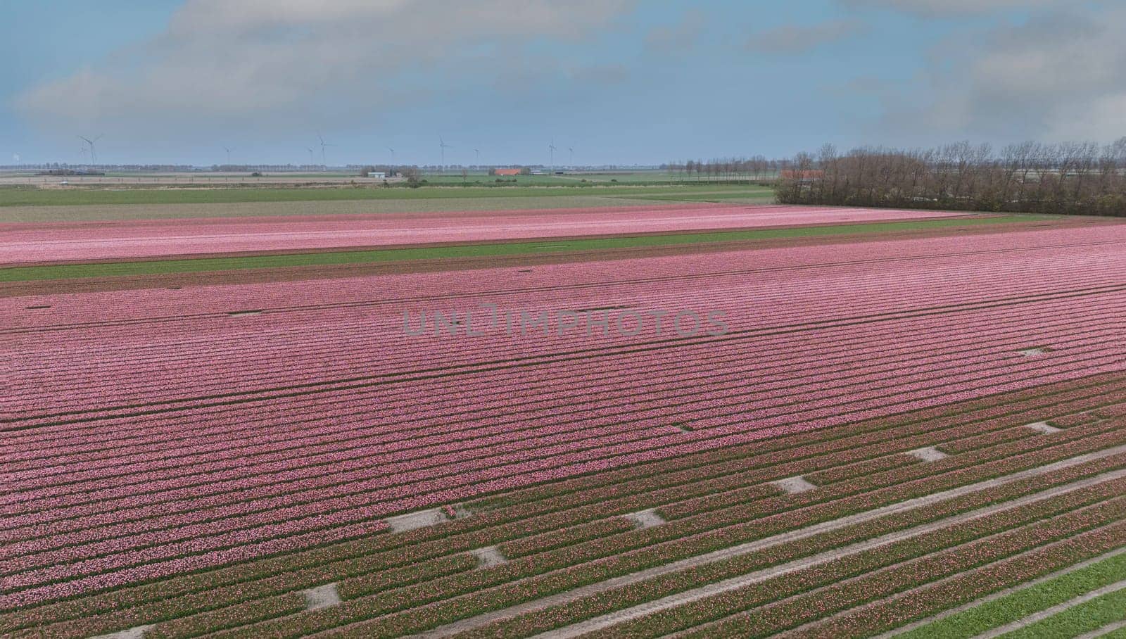 Tulips, endless colorful mixed tulips - wallpaper. Red, yellow, pink tulips blooming on field in South Holland. Endless colorful flowering tulip fields in spring in South Holland made by drone