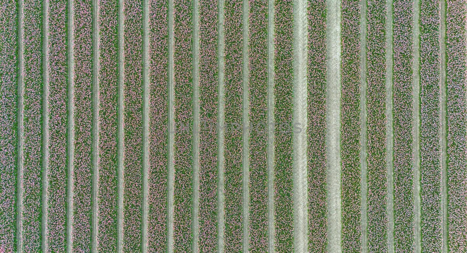 Tulips, endless pink tulips wallpaper. aerial view straight from above topview, tulips blooming on field in South Holland. Endless tulip fields in spring in South Holland made by drone