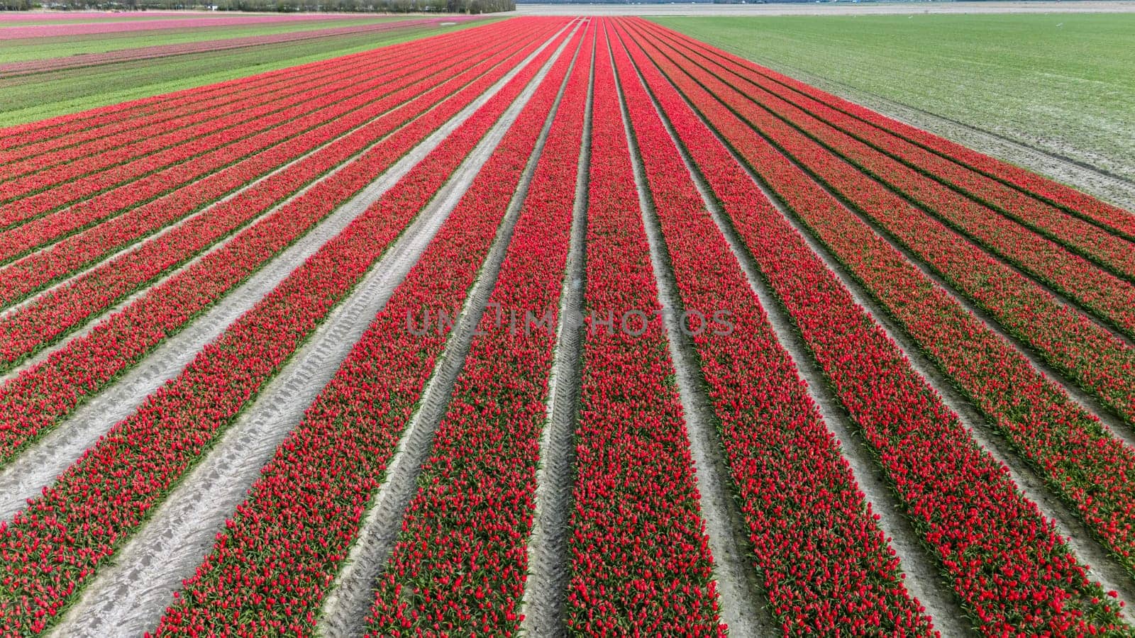 red tulip fields in spring in the netherlands dronehoto by compuinfoto
