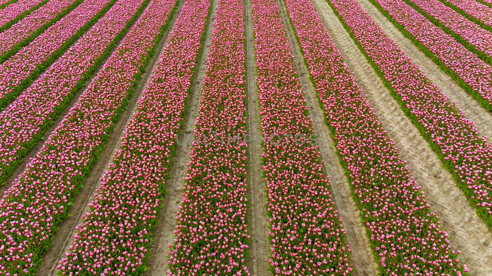 pink tulip fields in spring in the netherlands dronehoto by compuinfoto