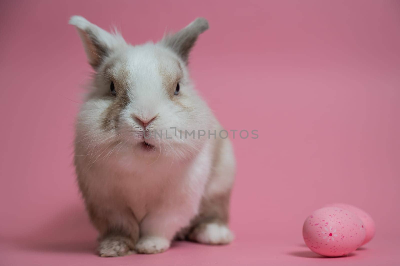 Easter Bunny on a pink background with a painted egg