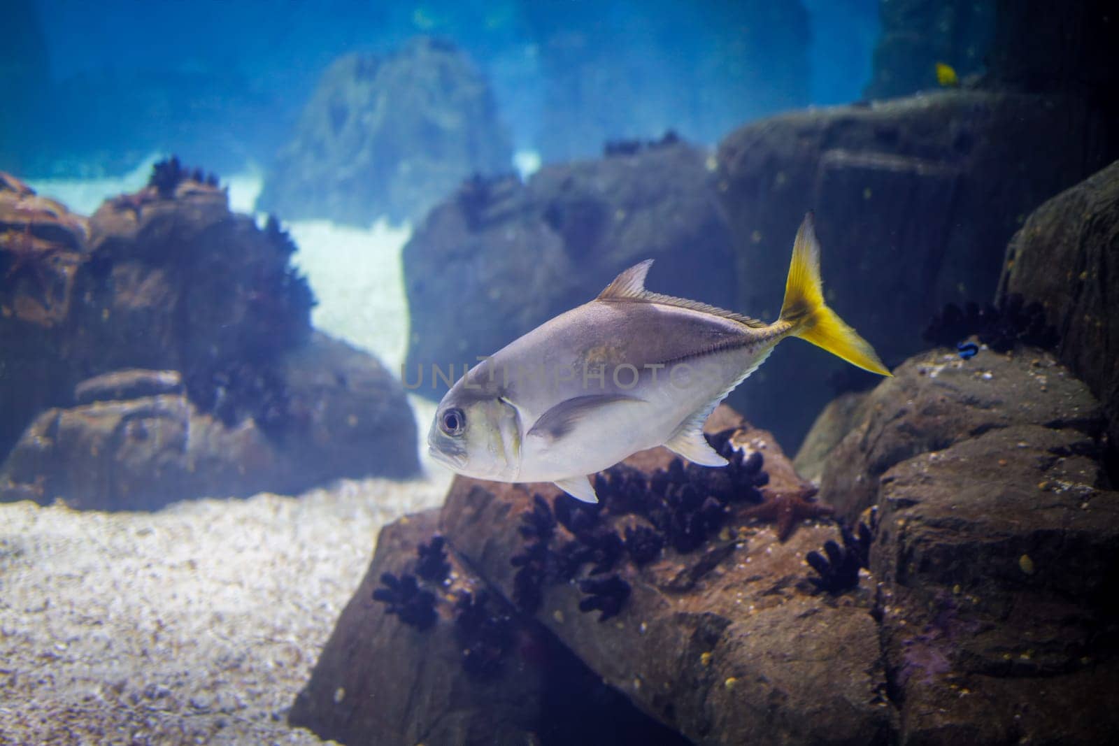 Horse eye jack Caranx latus fish aka big-eye jack underwater in sea