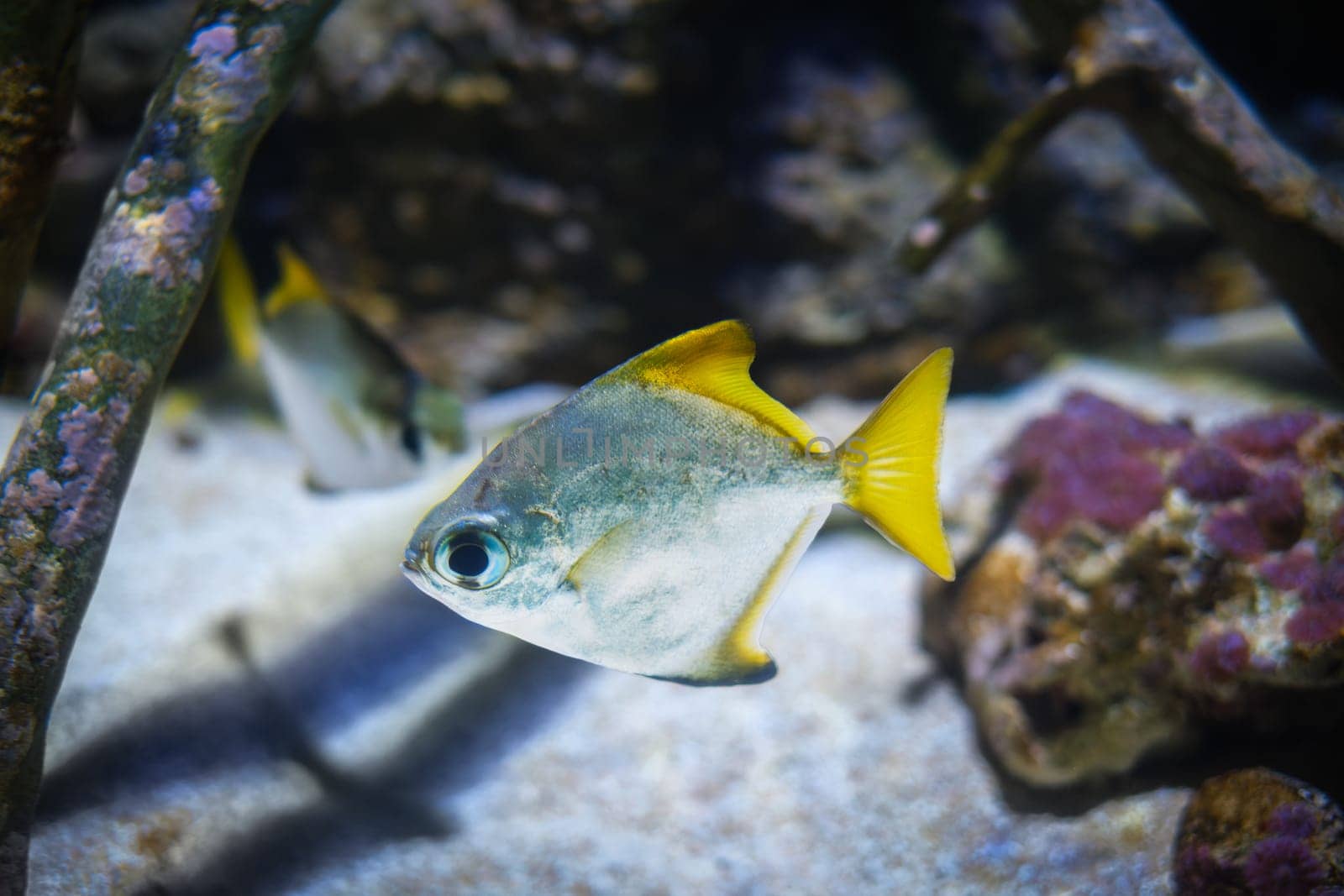 silver moony Monodactylus argenteus aka silver moonyfish, silver moony, butter bream or diamondfish fish underwater in sea