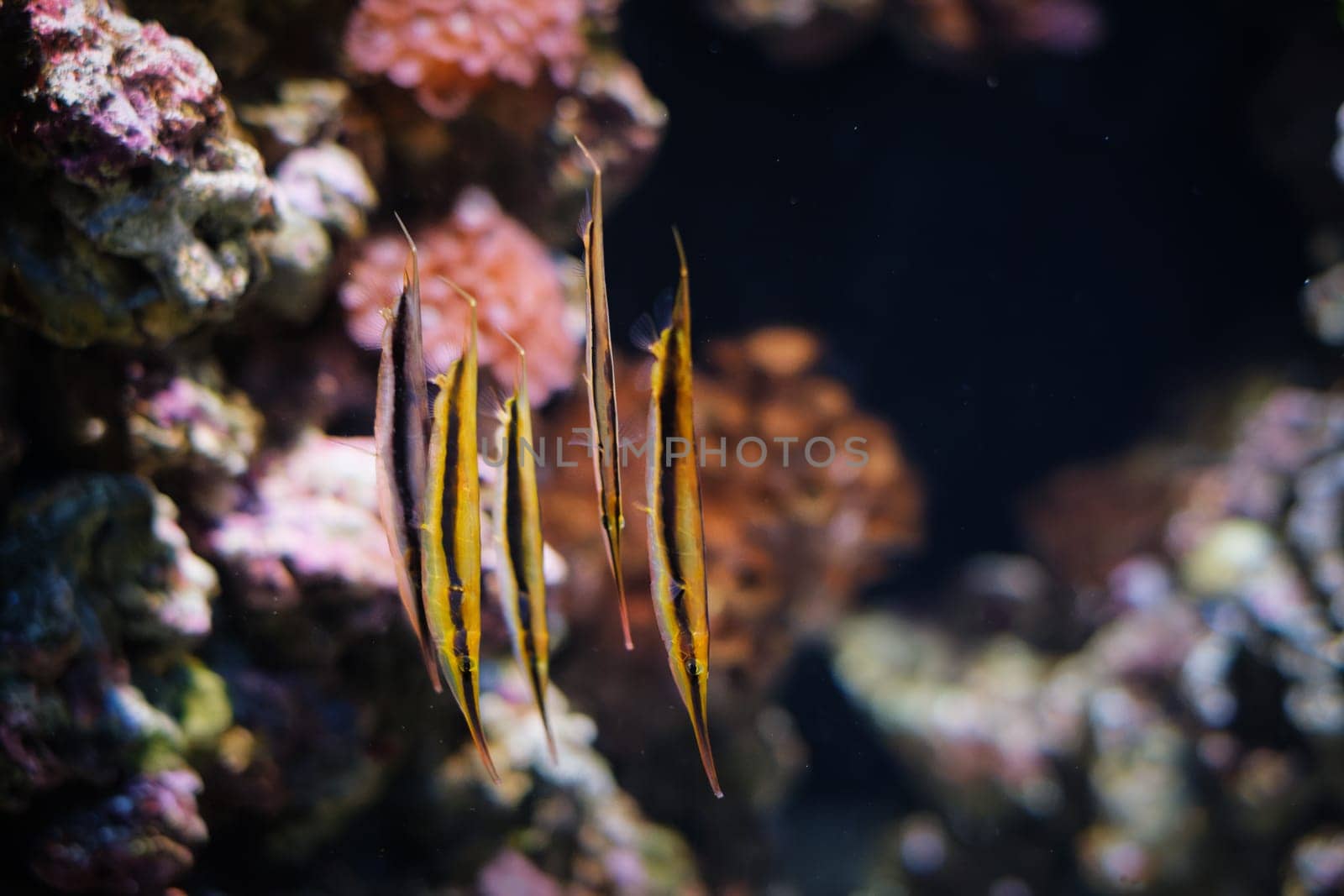 Razorfish Aeoliscus strigatus fish in sea by dimol