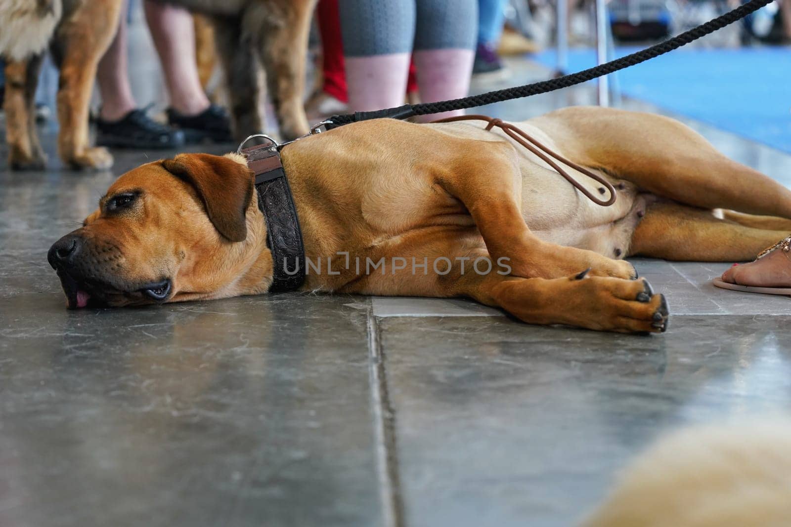 Large brown tired dog laying on stone floor indoor, collar with leash around neck, people feet visible in background by Ivanko