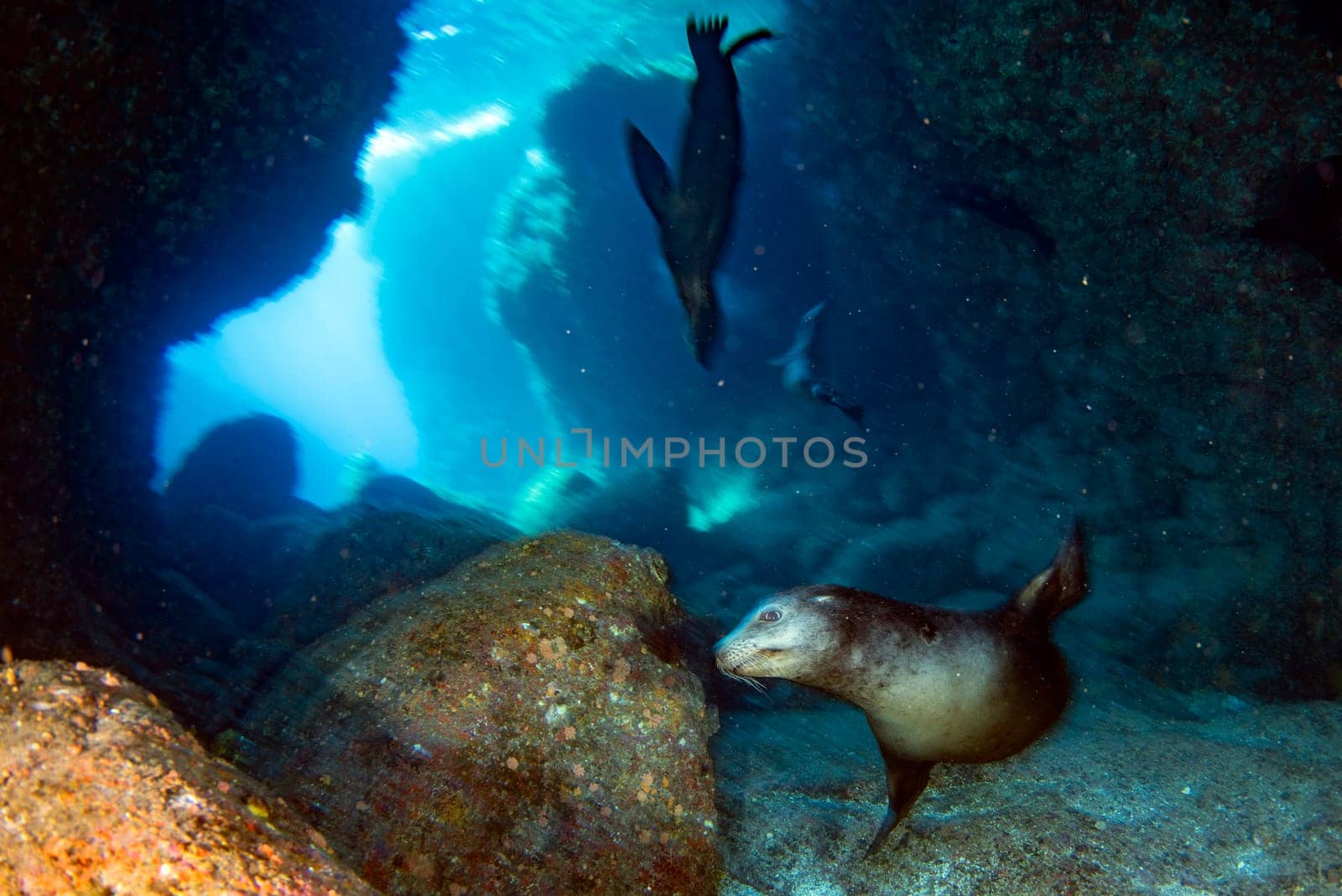 sea lion coming to you while diving galapagos underwater