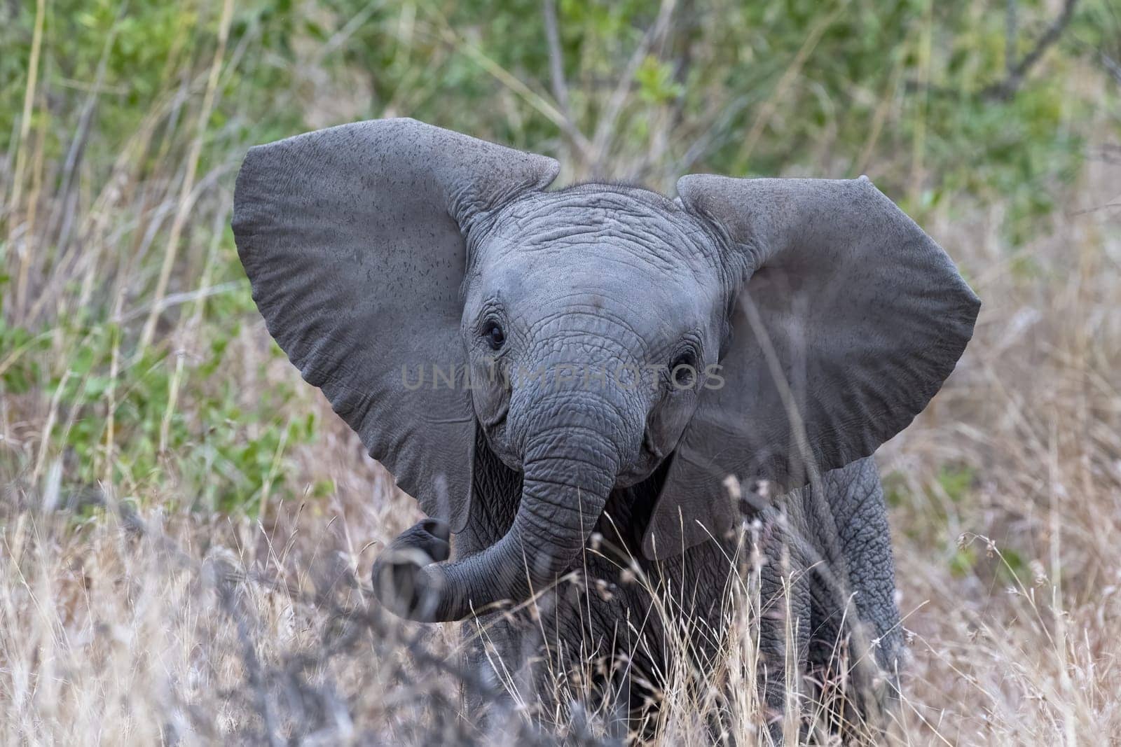 Young Baby African elephant in the Kruger National Park, South Africa portrait
