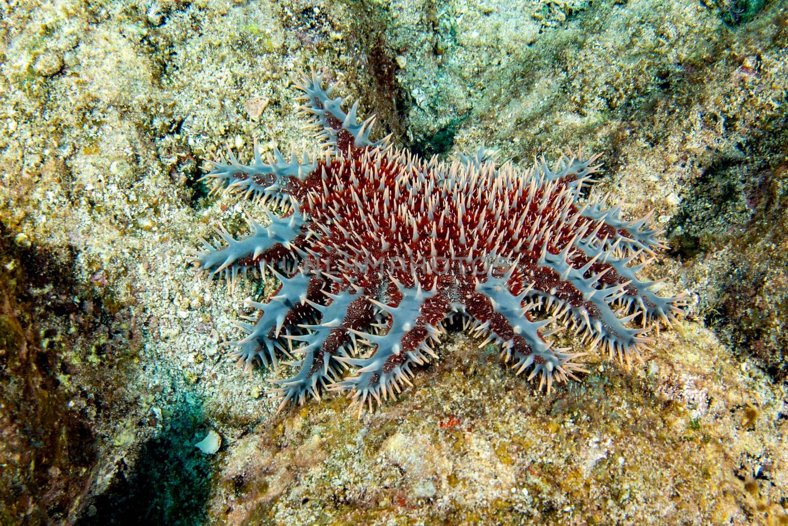 crown of thorns sea star eating a coraland bleaching it white