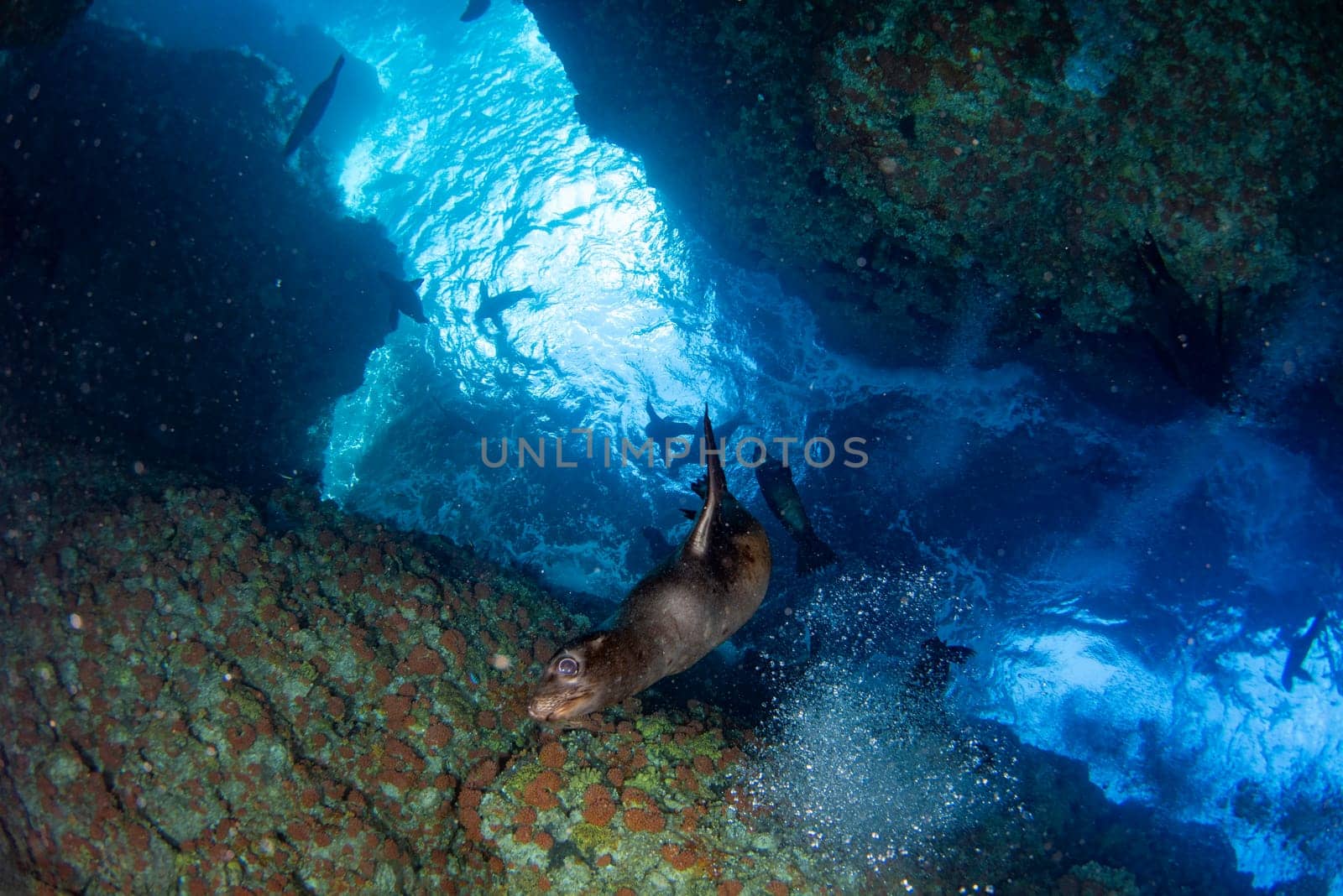 sea lion seal coming to you underwater by AndreaIzzotti