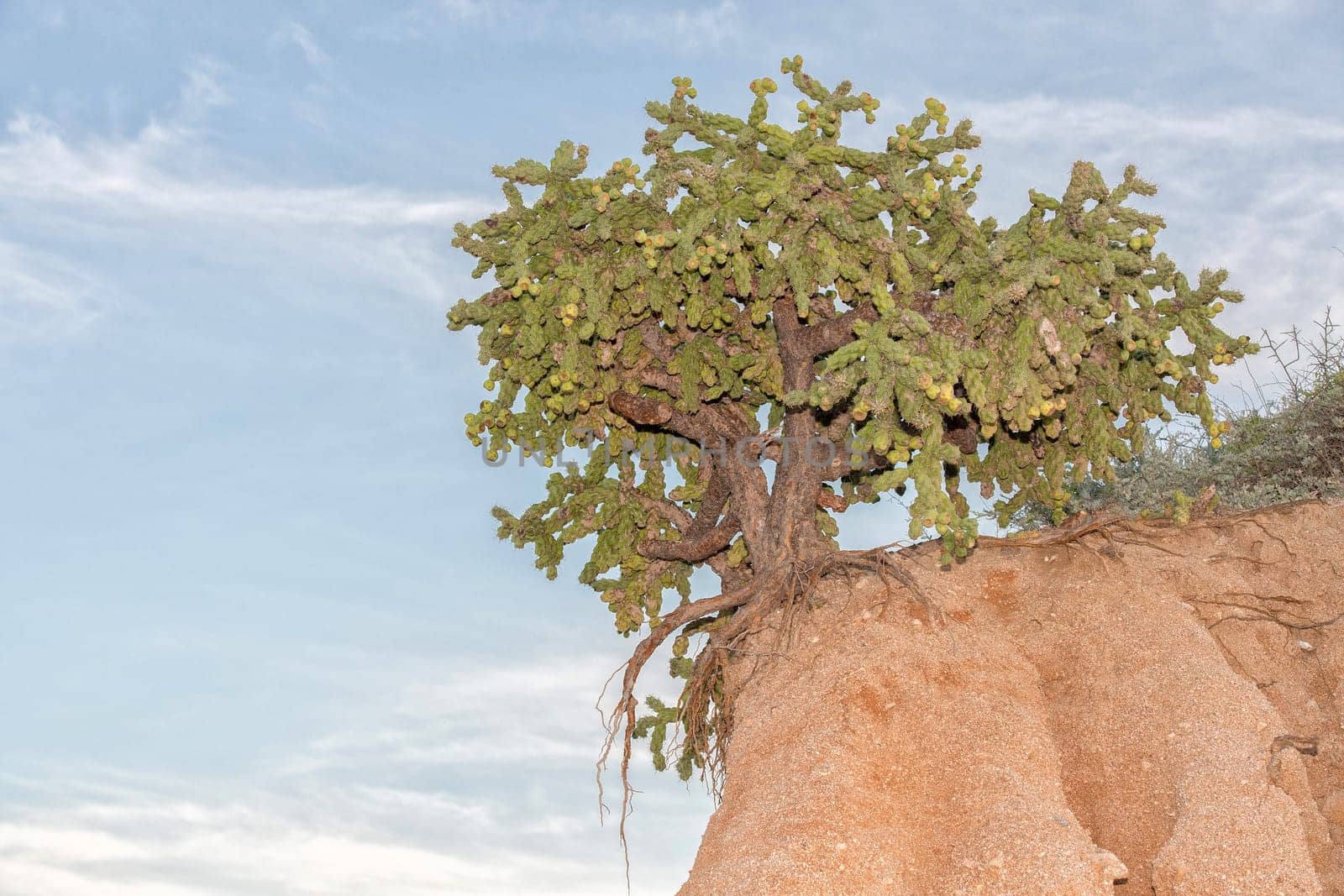 cactus in Cabo Pulmo Baja California national park panorama by AndreaIzzotti