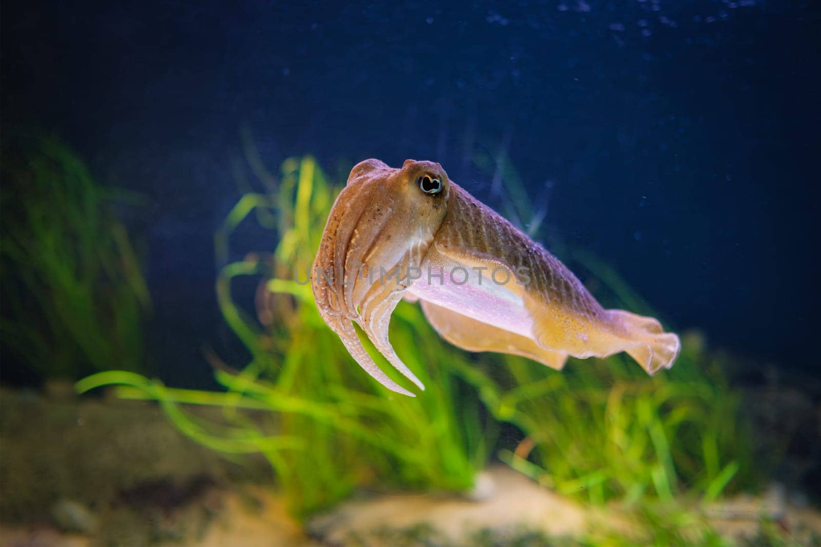 The Common European Cuttlefish Sepia Offcinalis underwater by dimol