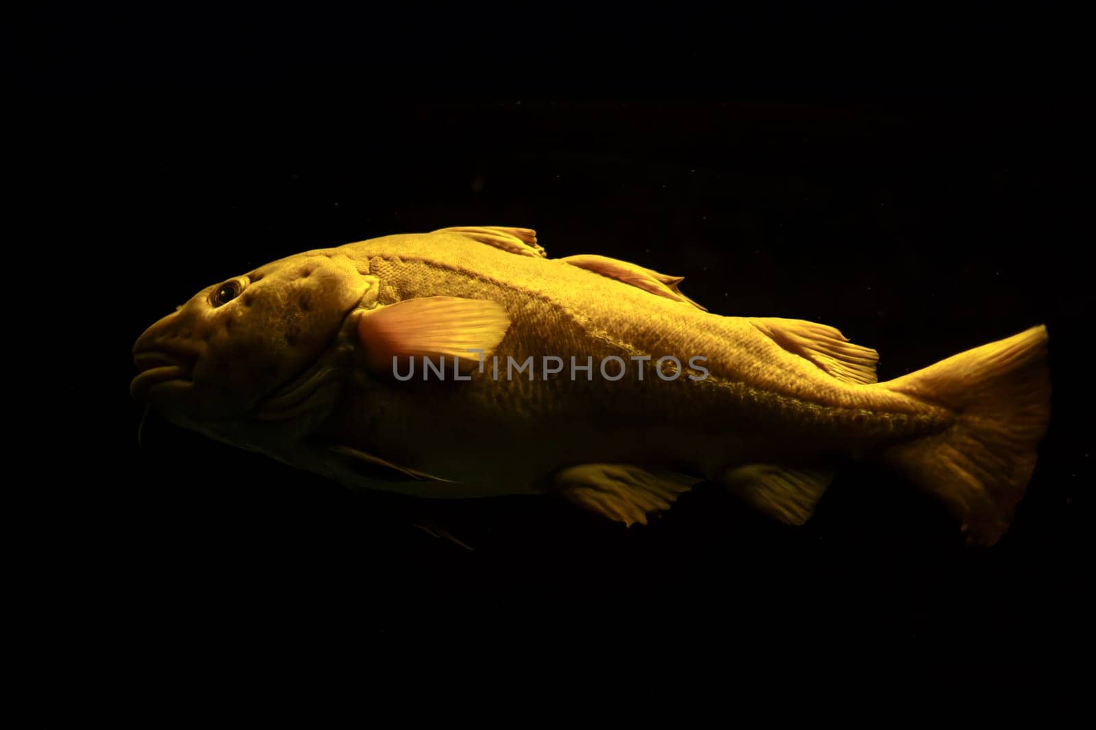 Atlantic cod fish underwater by dimol