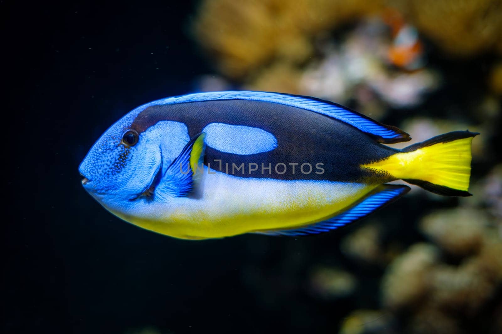 Palette surgeonfish fish underwater in sea by dimol