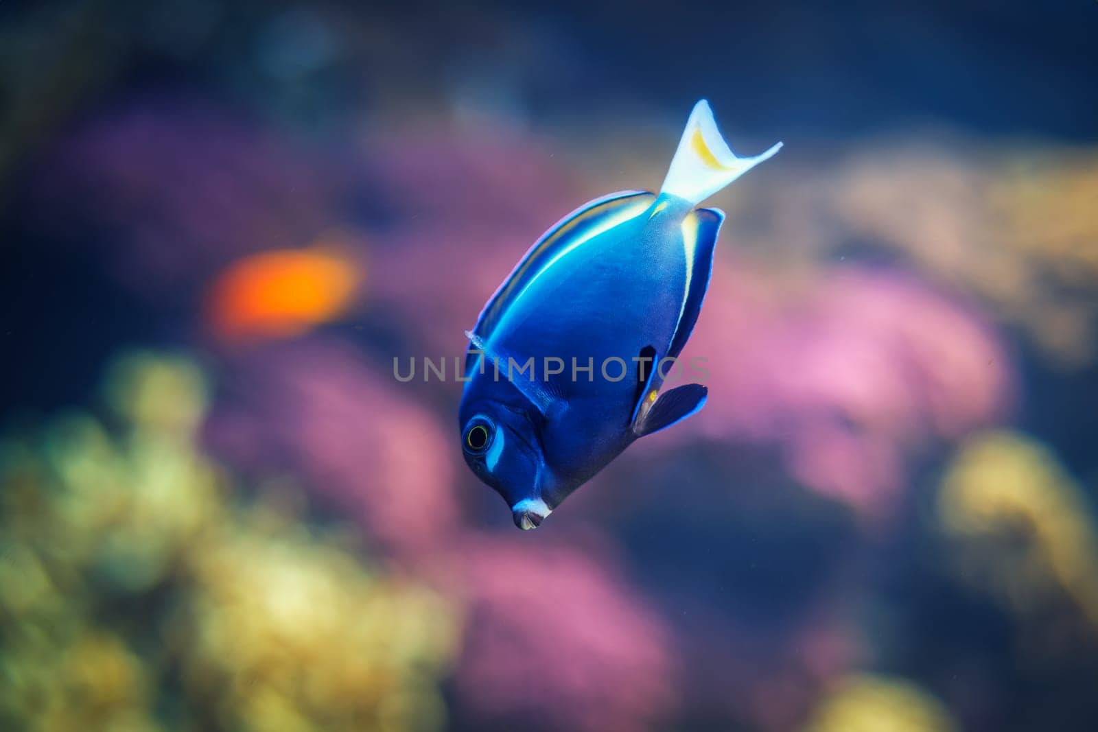 Powder-blue surgeonfish fish in sea by dimol