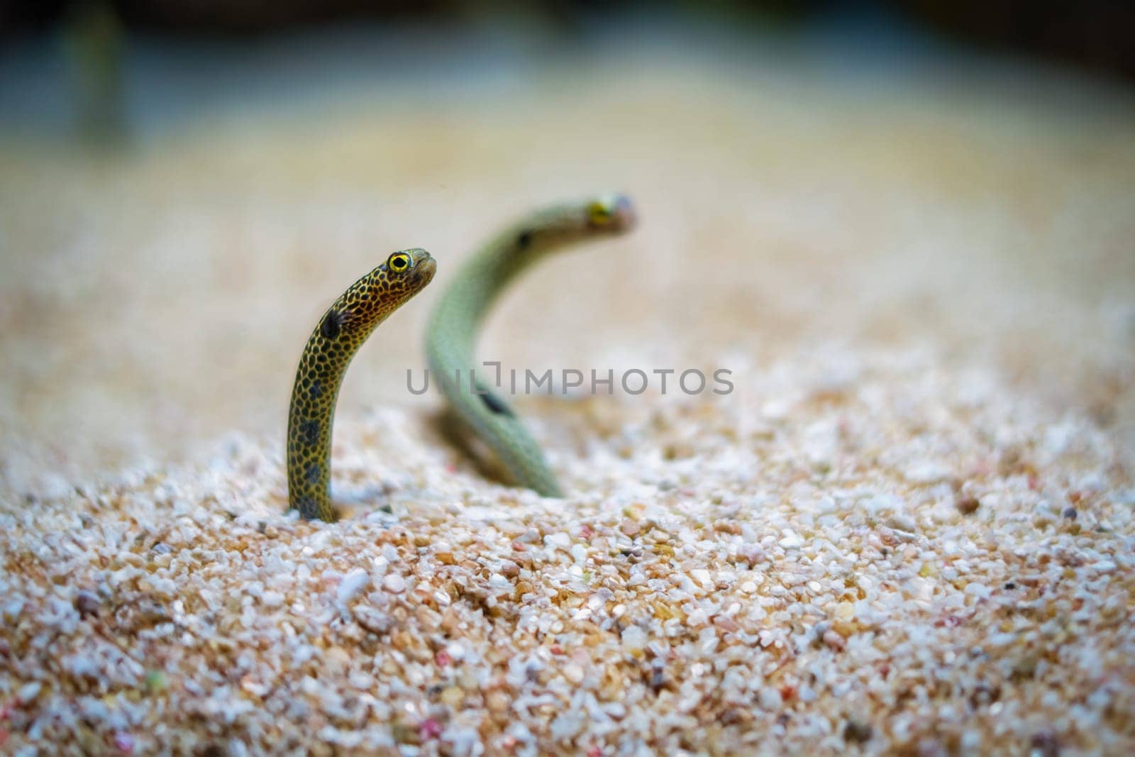 Spotted garden eel by dimol