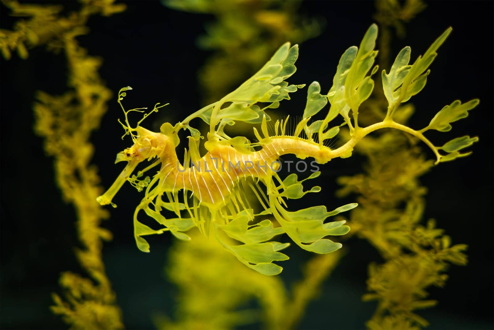 Leafy Seadragon Phycodurus eques fish underwater by dimol