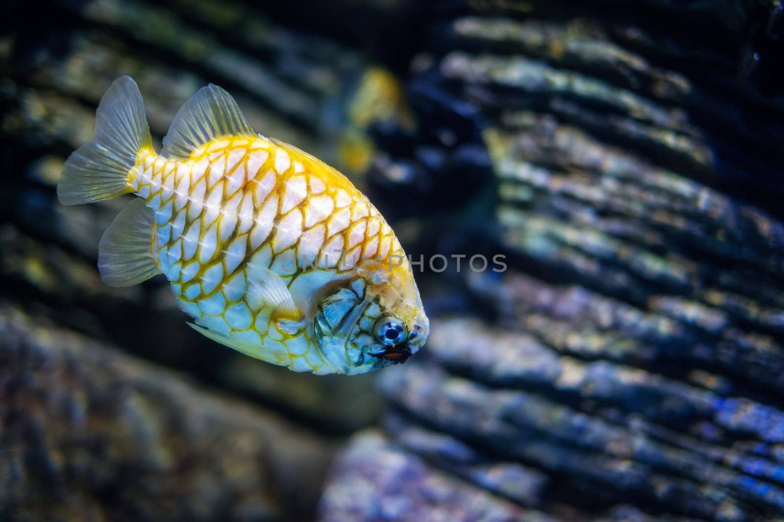 Australian pineapplefish Cleidopus gloriamaris aka mailfish fish underwater in sea