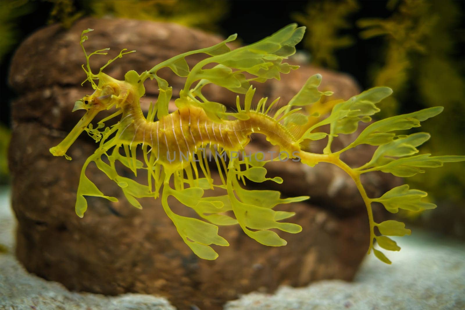 Leafy Seadragon Phycodurus eques fish underwater by dimol