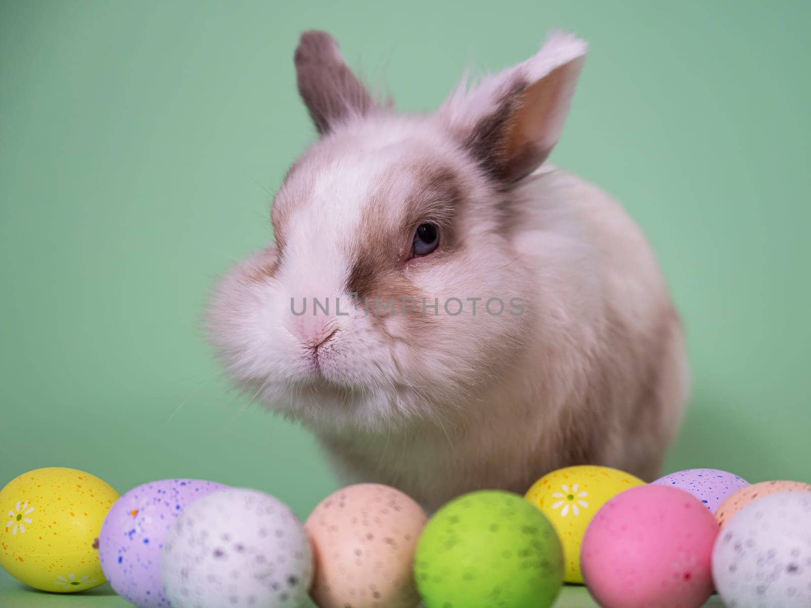 Easter Bunny on a green background with colorful painted eggs