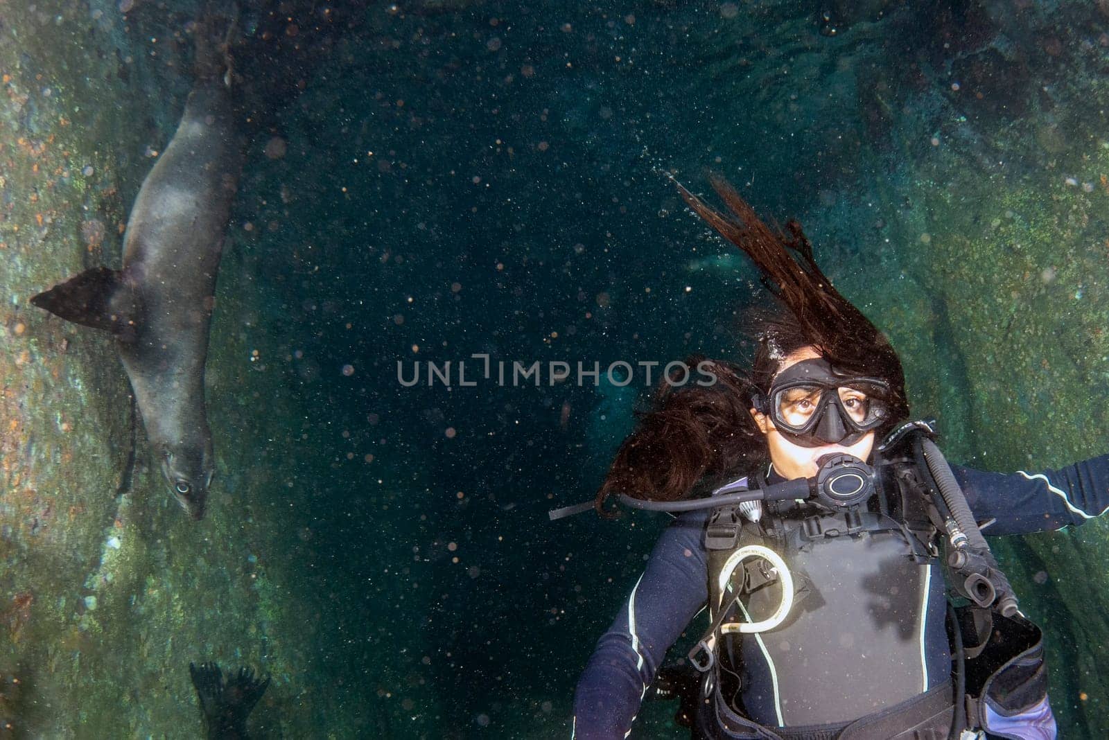 beautiful latina girl diving with sea lions in cortez sea by AndreaIzzotti