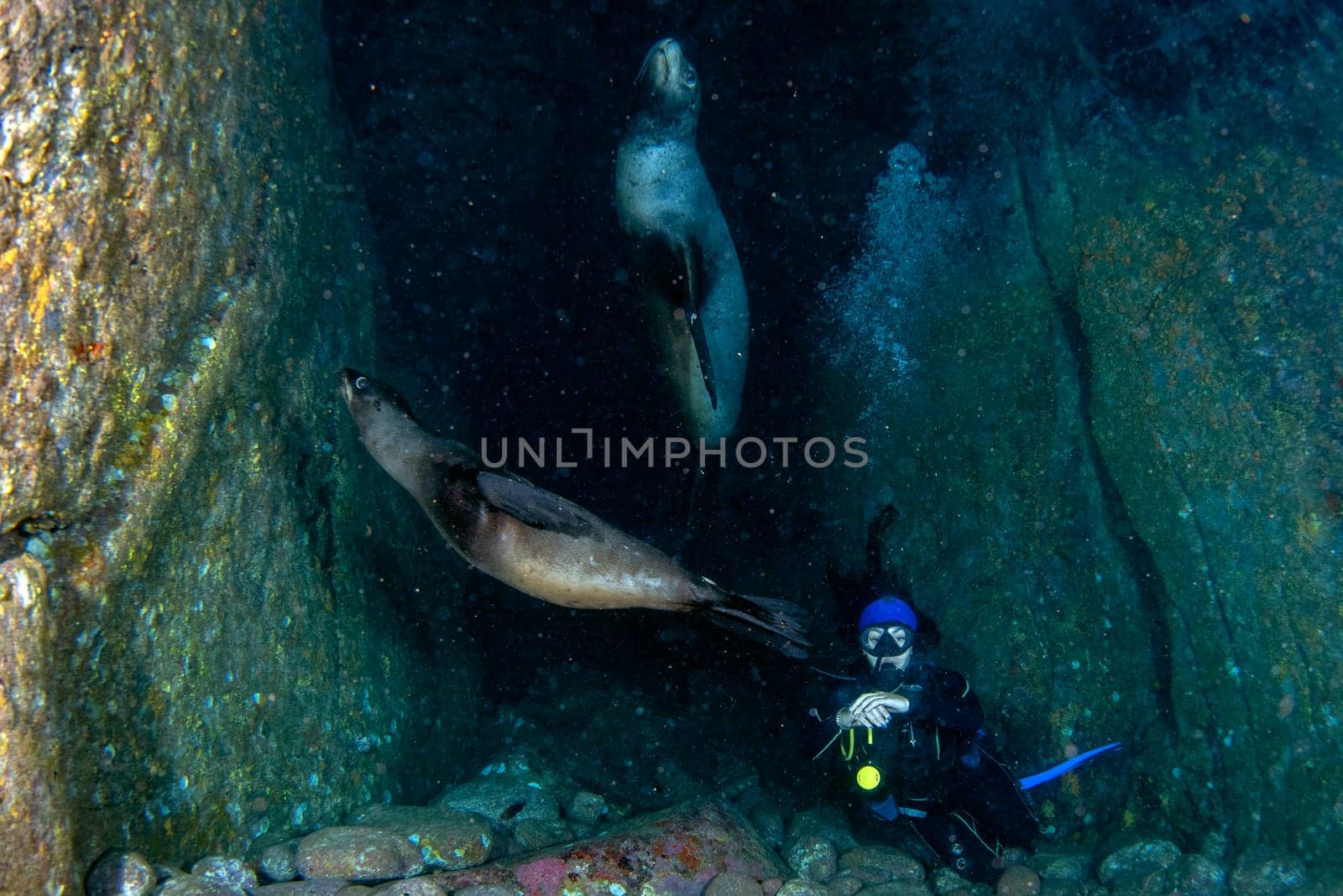 beautiful latina girl diving with sea lions in cortez sea underwater