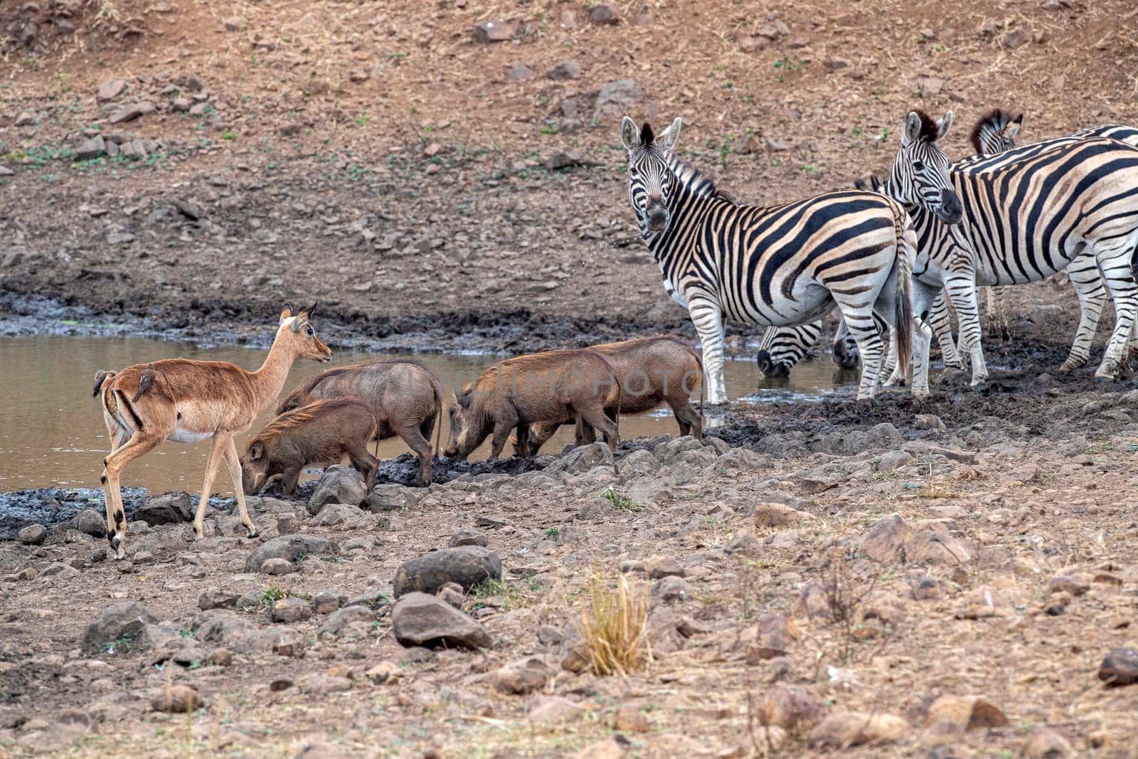 warthog zebra and antelope at drinking pool in kruger park south africa close up