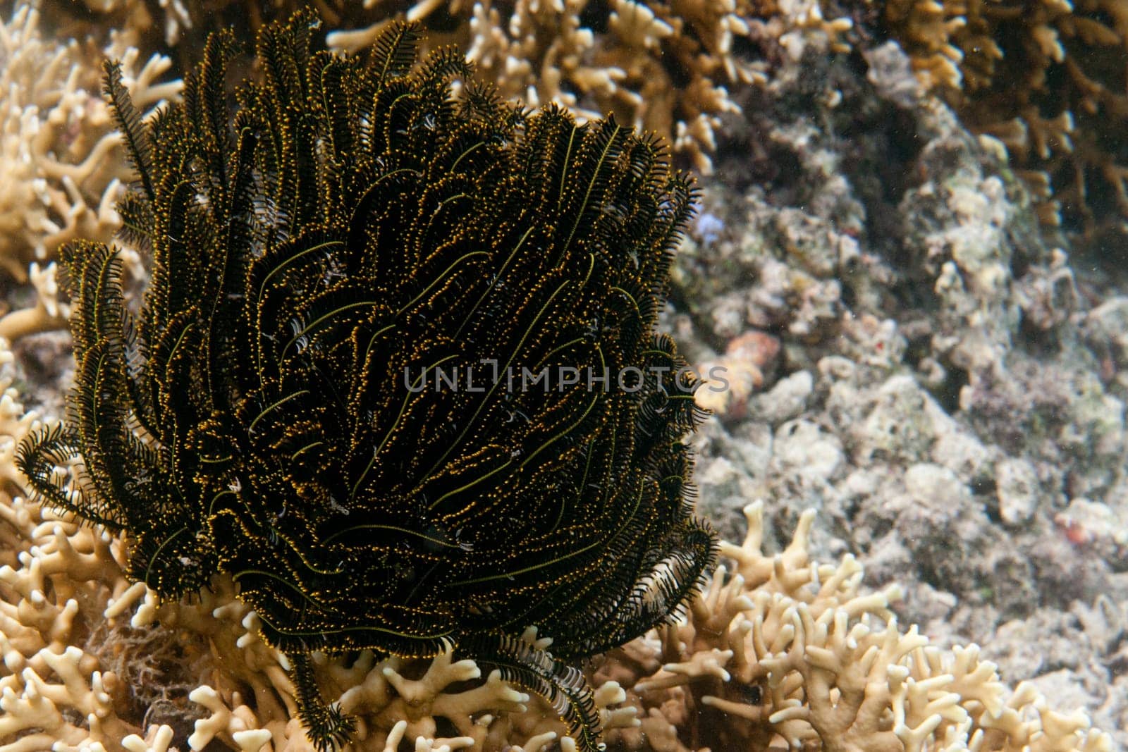 Black and yellow Crinoid on reef corals background