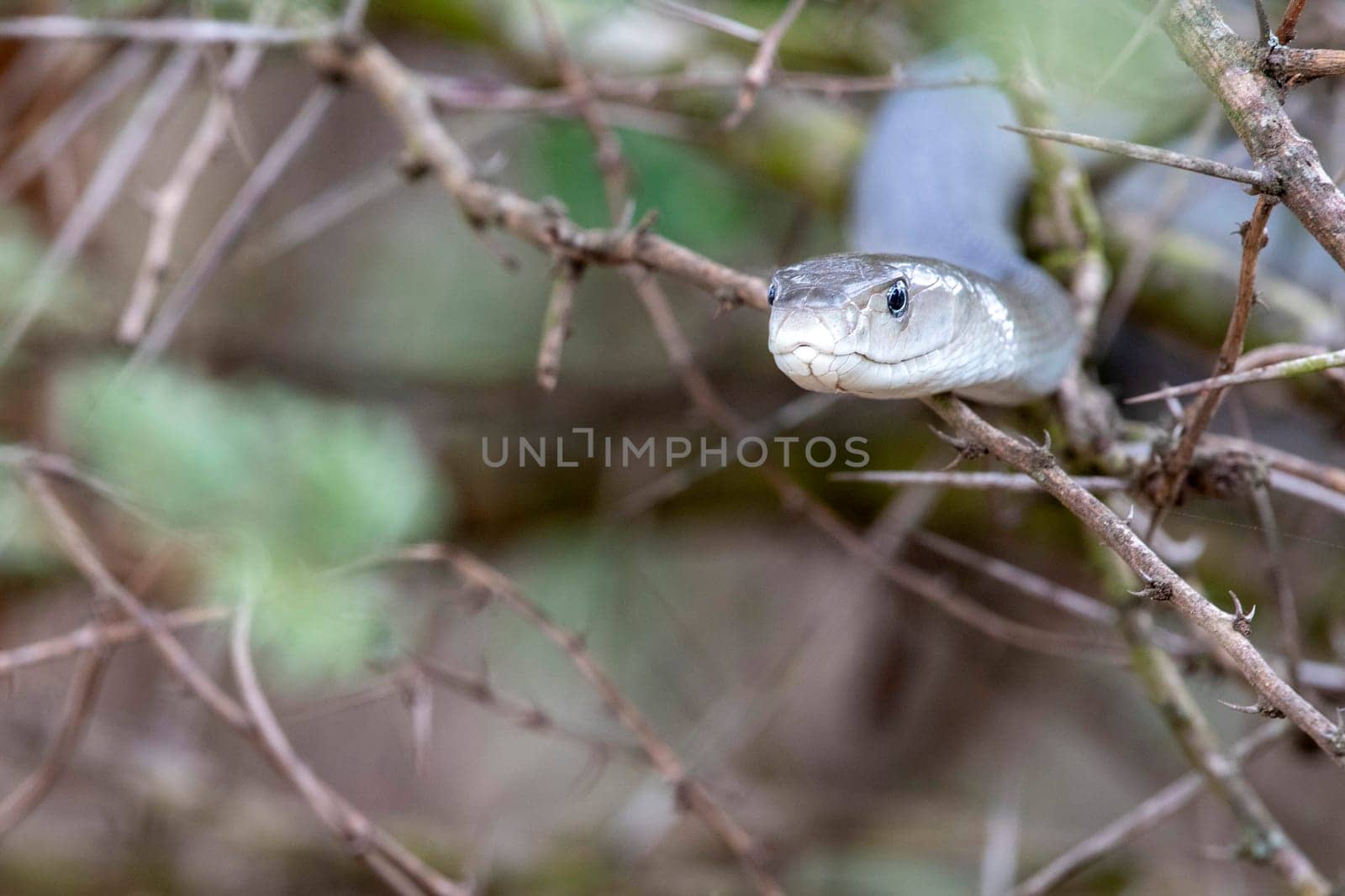 Black mamba snake south africa close up by AndreaIzzotti