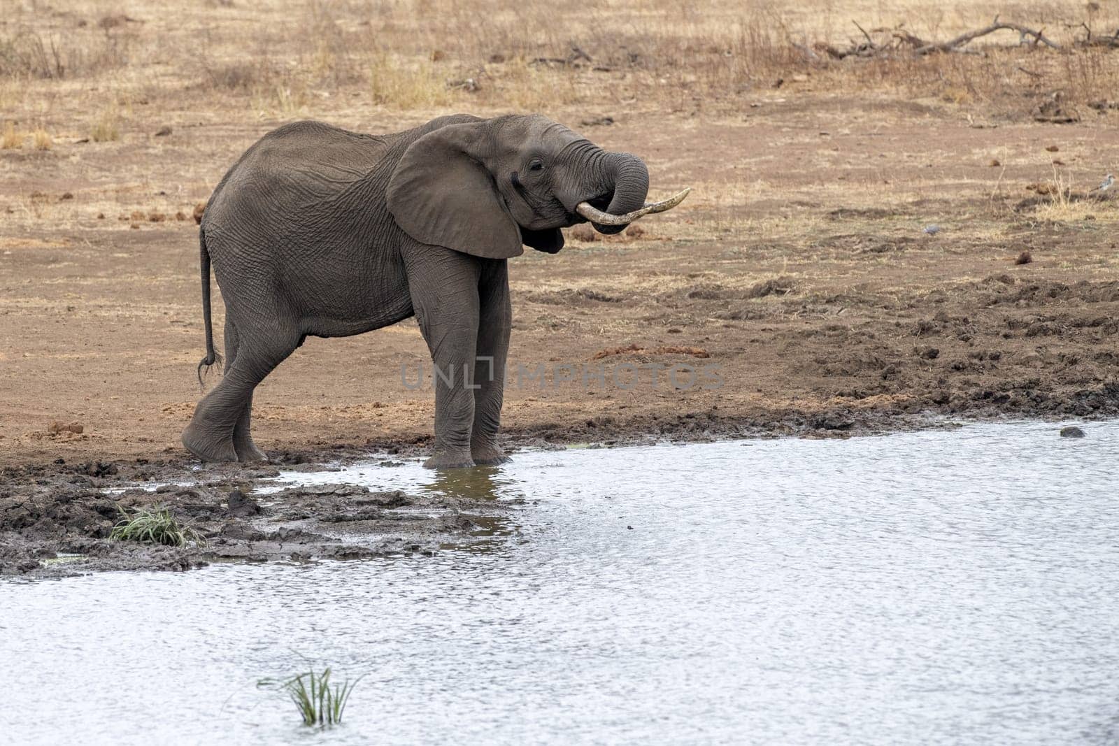 African elephant in the Kruger National Park, South Africa AT THE POND by AndreaIzzotti