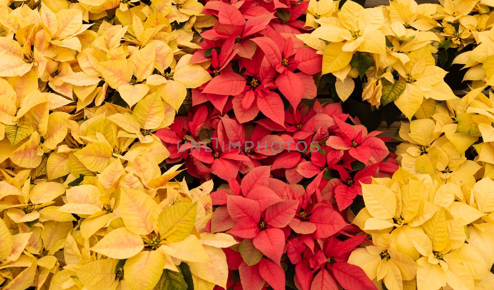 Yellow Eckespoint Poinsettia Freedom Marble, Eckespoint Classic Red Poinsettia Freedom Pink Plant and Potted Eckespoint Poinsettia Freedom White Flower. Floral Backdrop. Christmas Eve Plant
