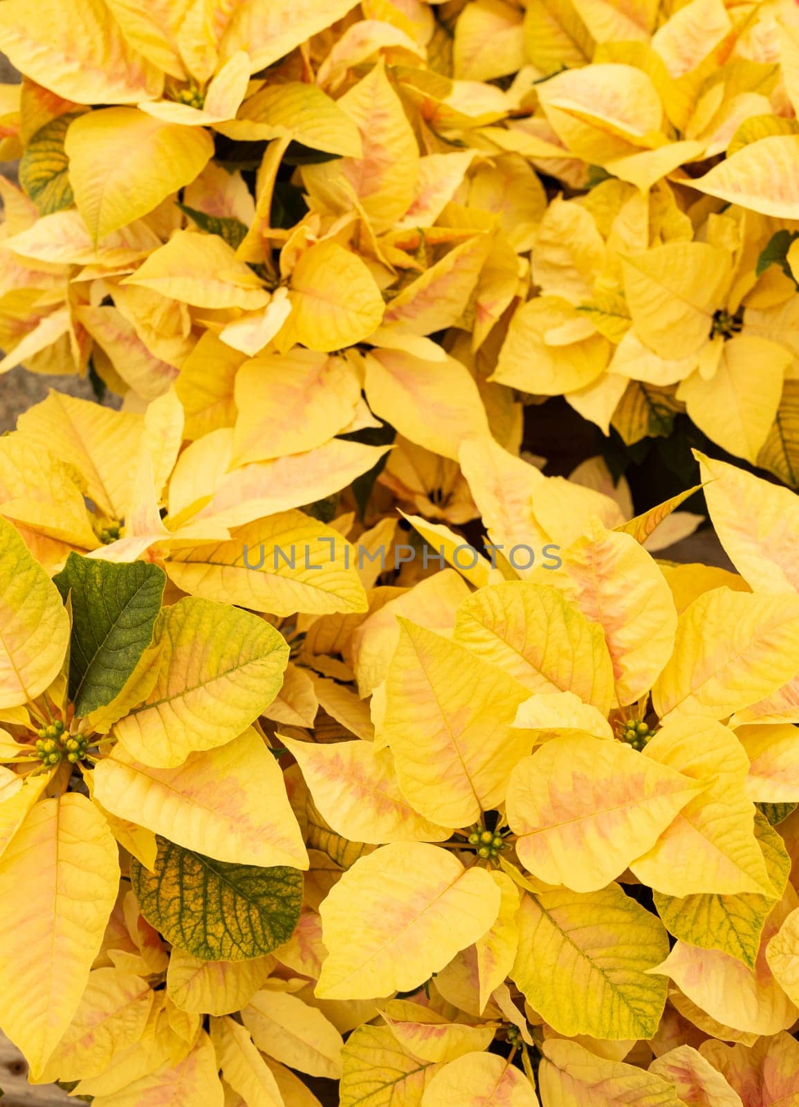 Many Yellow Pink Eckespoint Poinsettia Freedom Marble Plant, Potted Home Flower. Floral Backdrop. Christmas Eve Plant. Vertical Plane by netatsi
