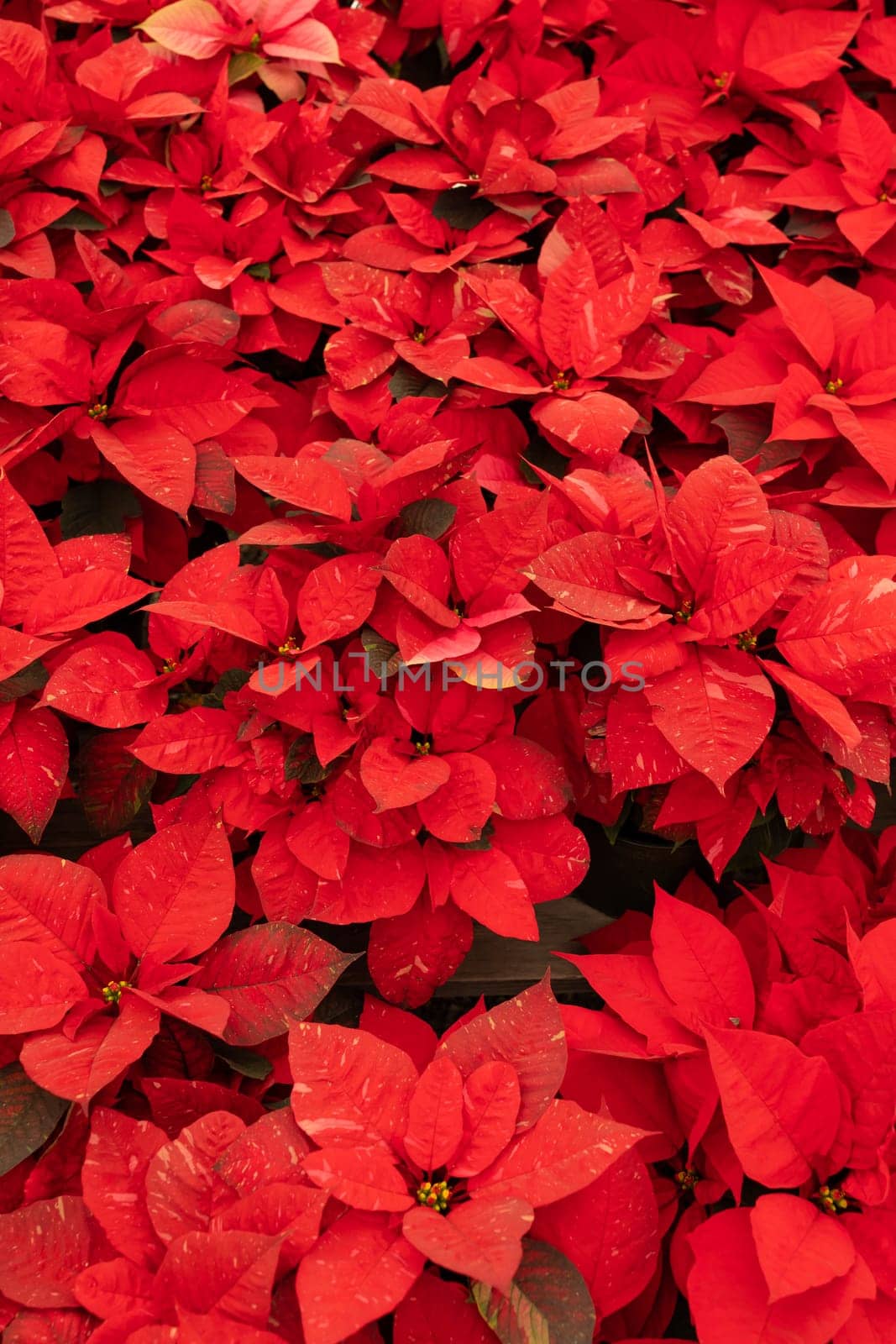 Many Red Freedom Jingle Bells Poinsettia Flower, With Star-shaped Red Leaves, Christmas Eve Flower, Flor De Nochebuena. Tropical Shrub. Horizontal Plane, Closeup. National Poinsettia Day Celebration