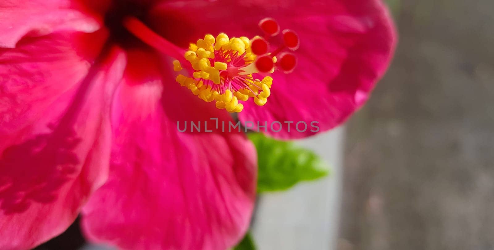 Pink and Beautiful close up of pink flower (Pink allamanda or Allamanda blanchetii A.DC, or Apocynaceae) or kembang sepatu with drops of fresh dew in the morning