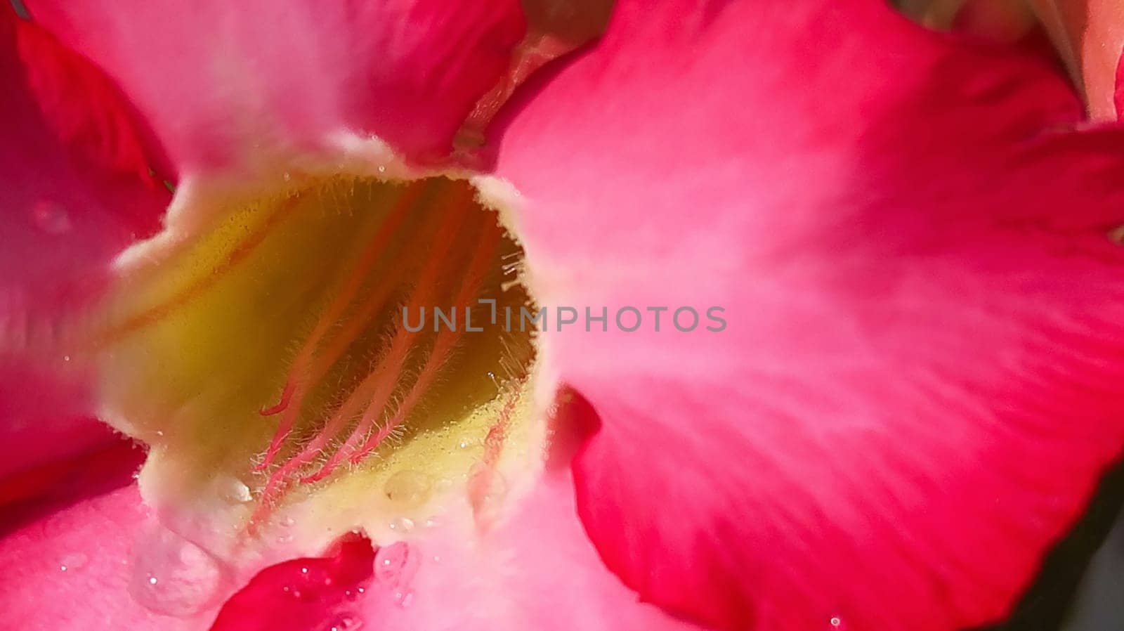 Pink and Beautiful close up of pink flower (Pink allamanda or Allamanda blanchetii A.DC, or Apocynaceae) or kembang sepatu with drops of fresh dew in the morning