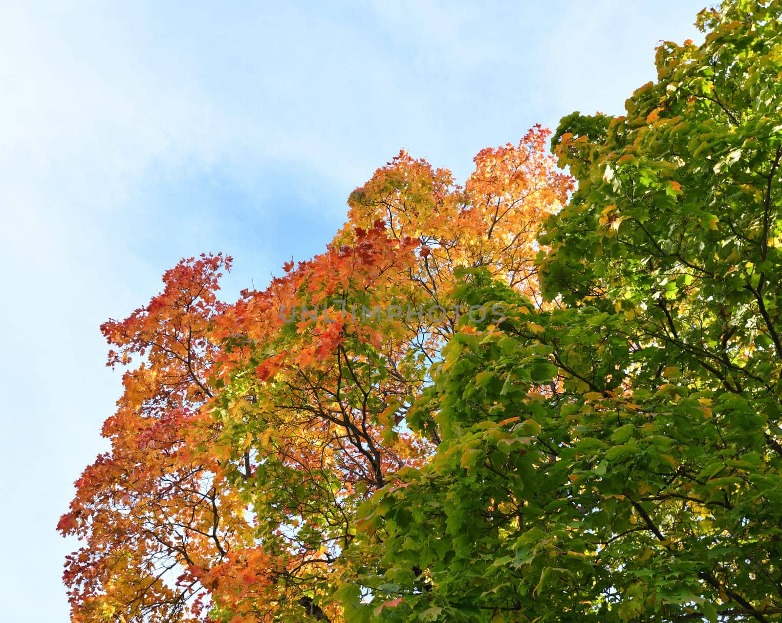 Green and red leaves of the maple tree top